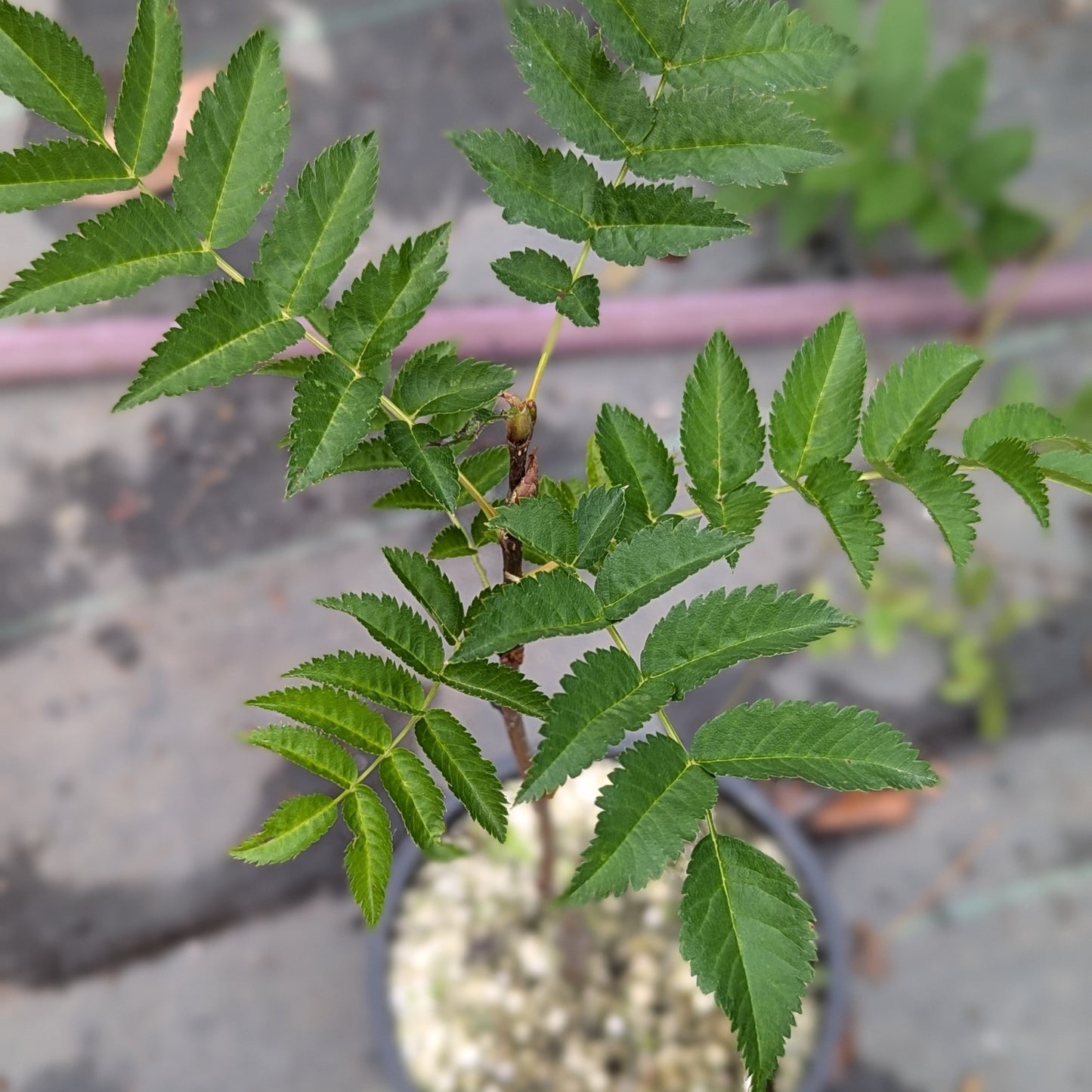 Japanese Rowan