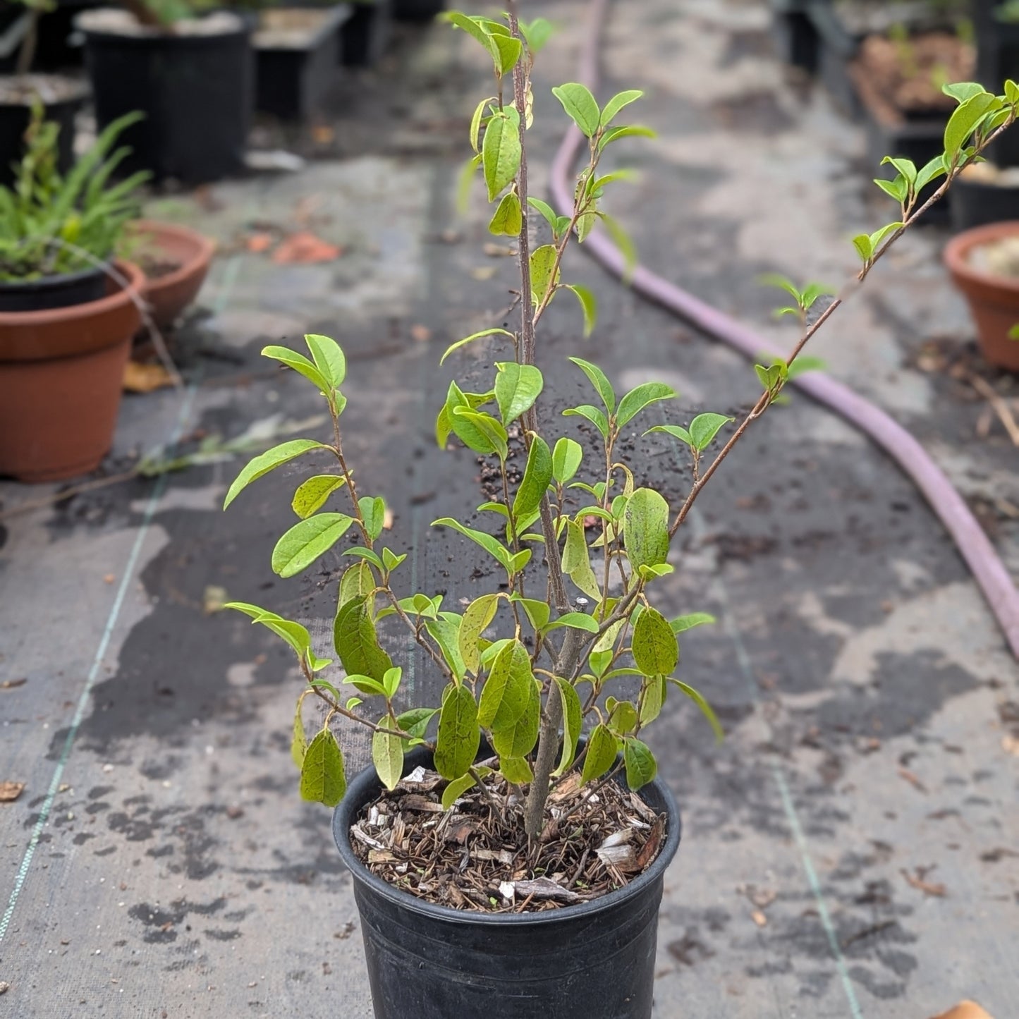 Sycopsis sinensis, Chinese Fighazel