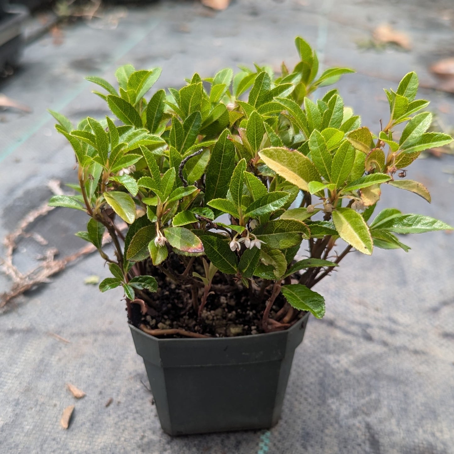 Ardisia japonica, Marlberry