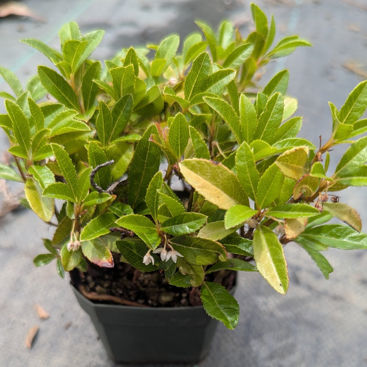 Ardisia japonica, Marlberry