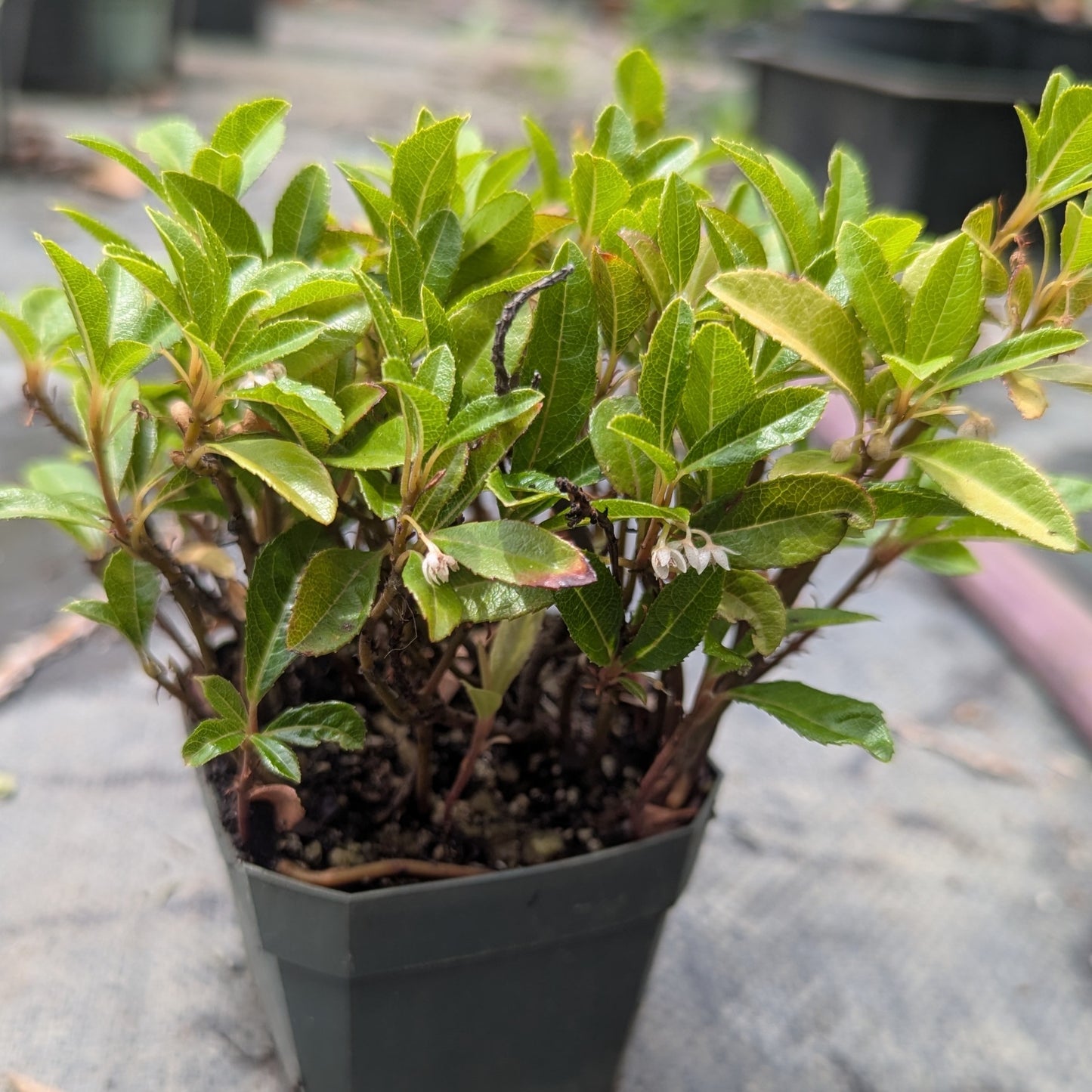 Ardisia japonica, Marlberry