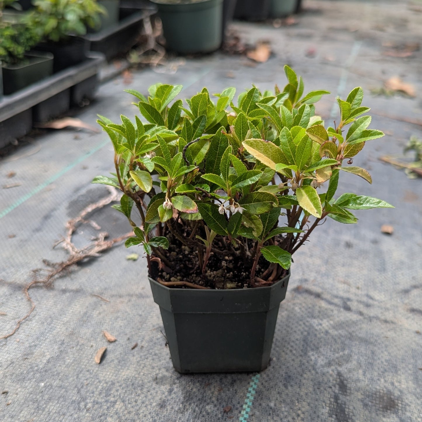 Ardisia japonica, Marlberry