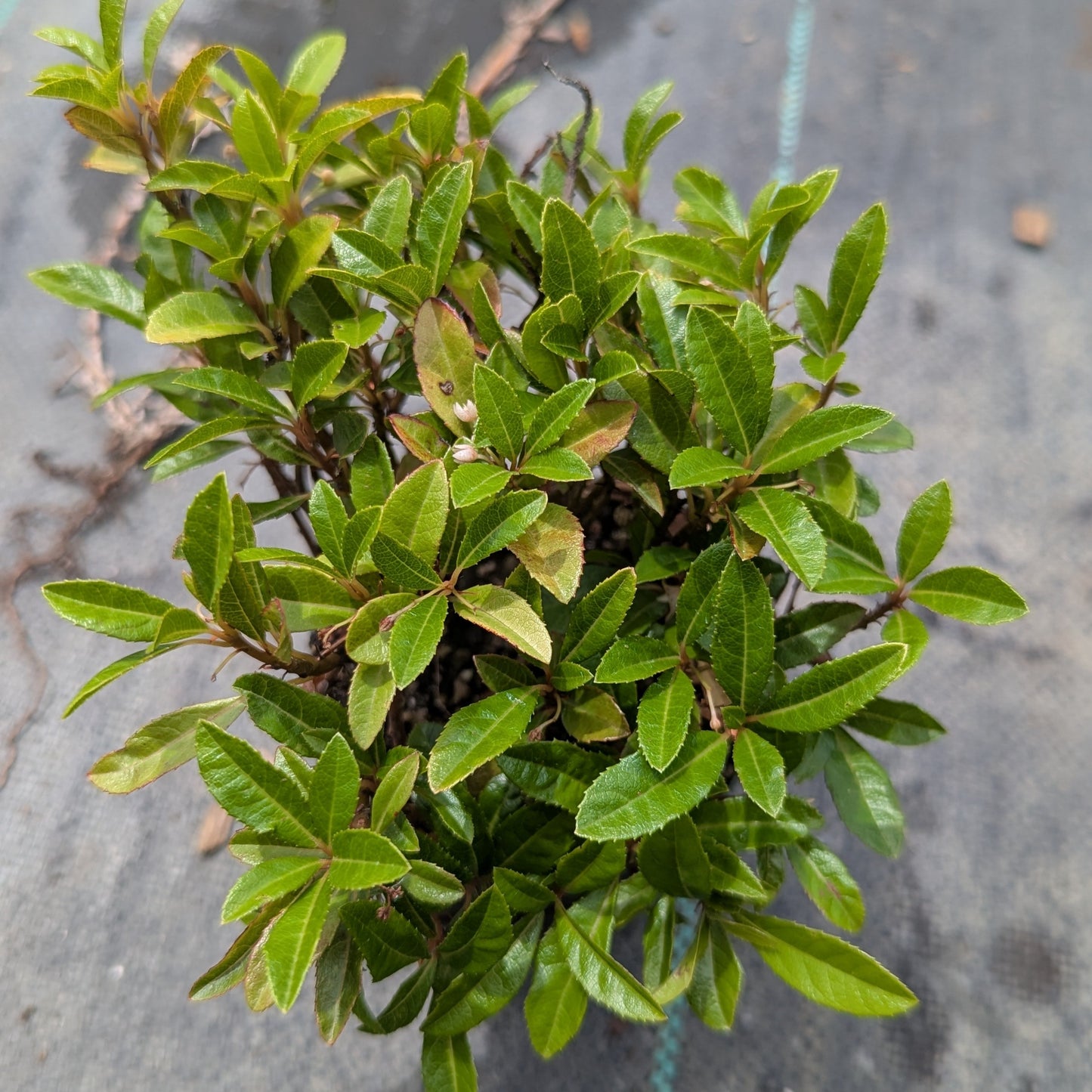 Ardisia japonica, Marlberry