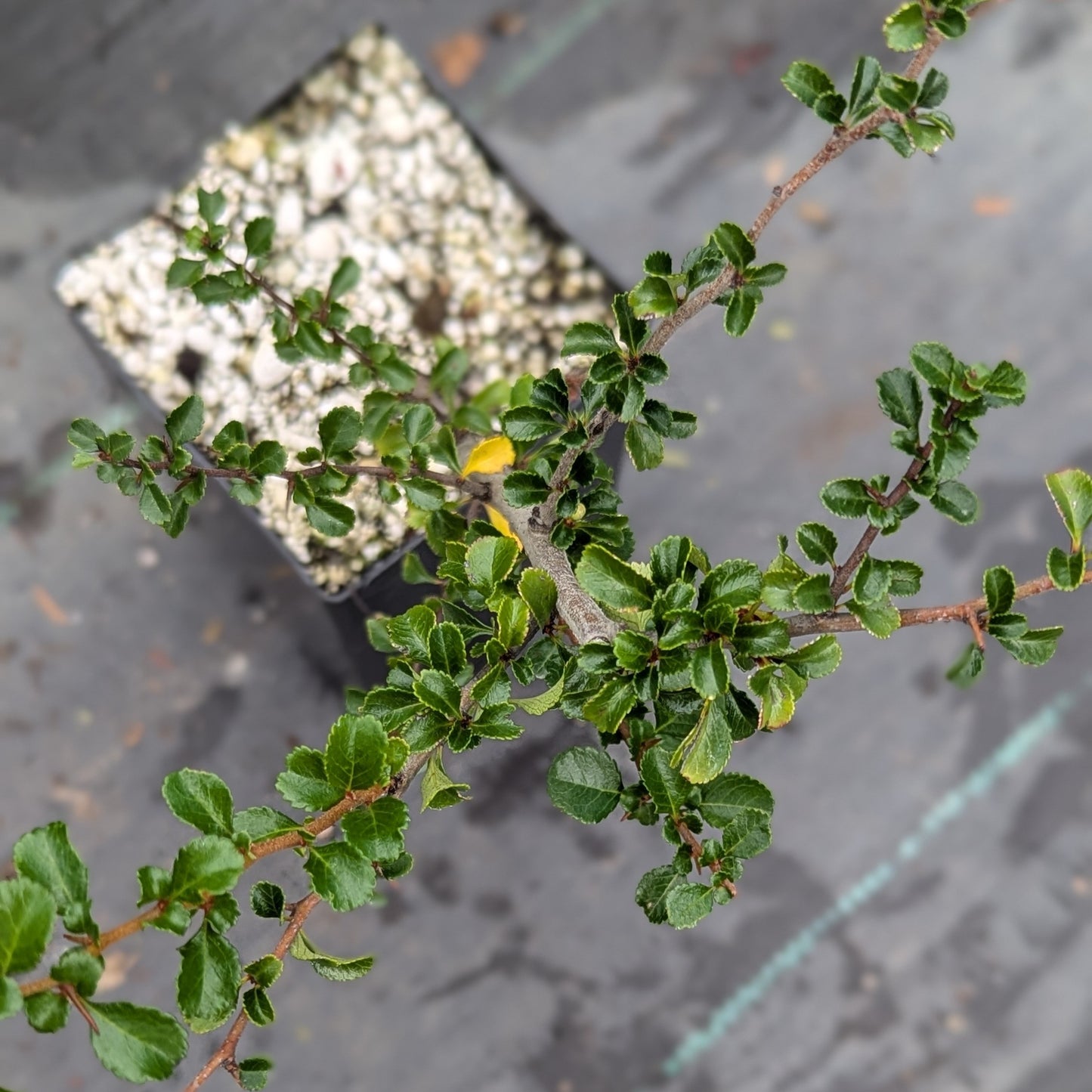 Chaenomeles japonica, Red Chojubai.
