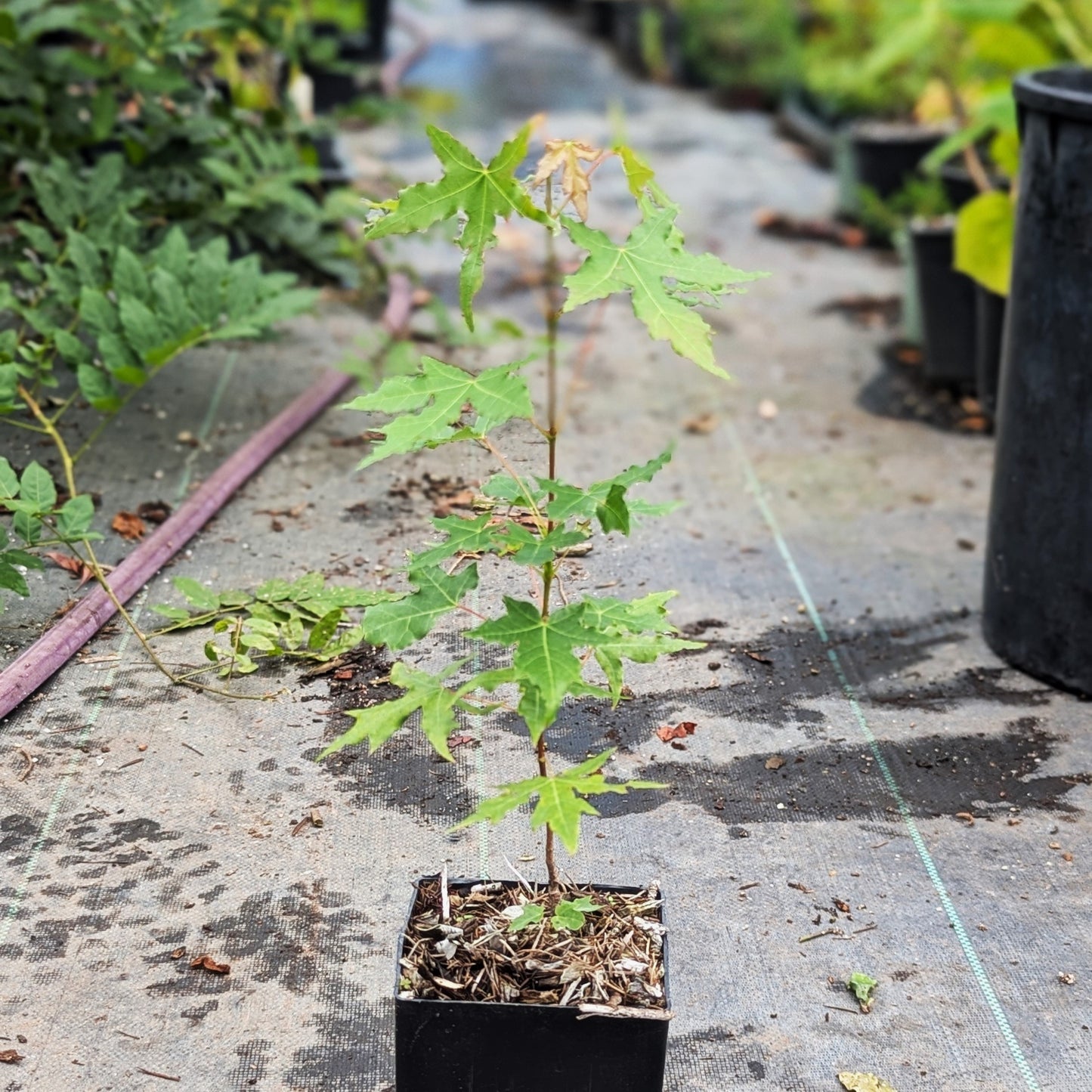 Acer trucatum, Shantung Maple