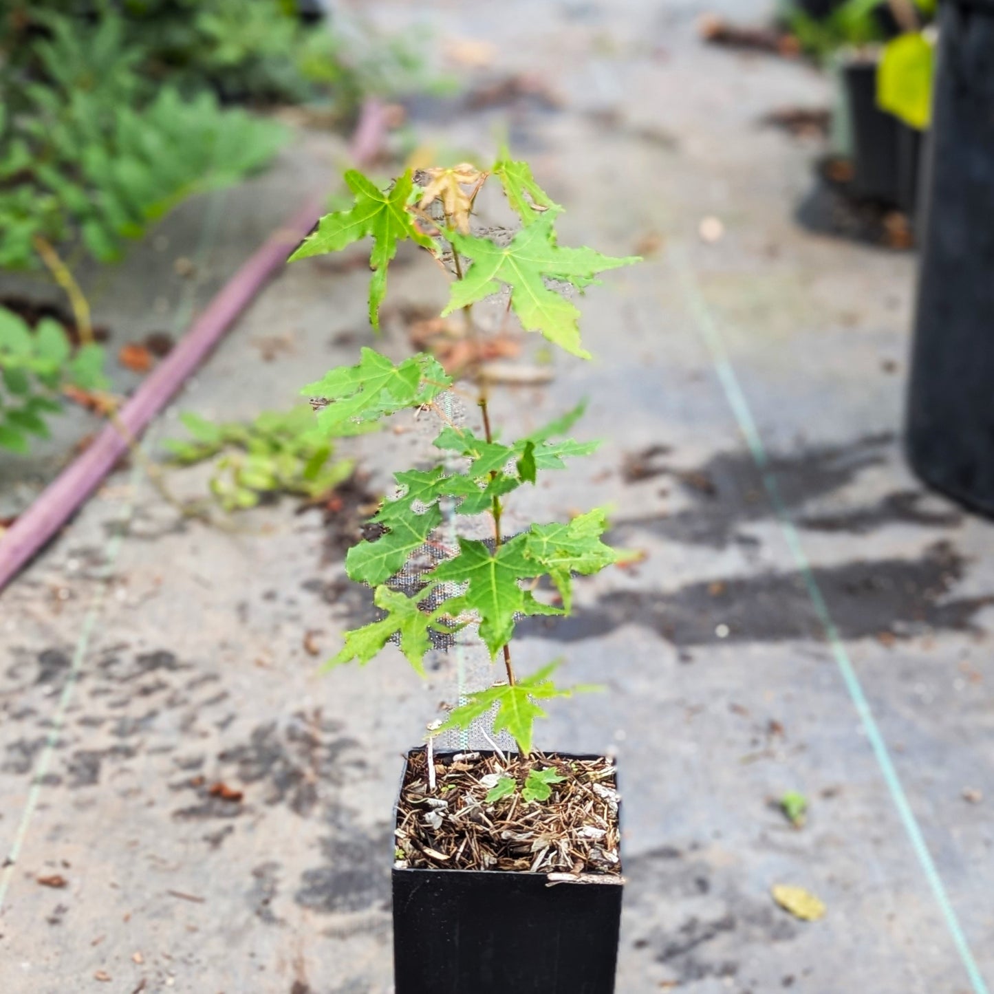 Acer trucatum, Shantung Maple