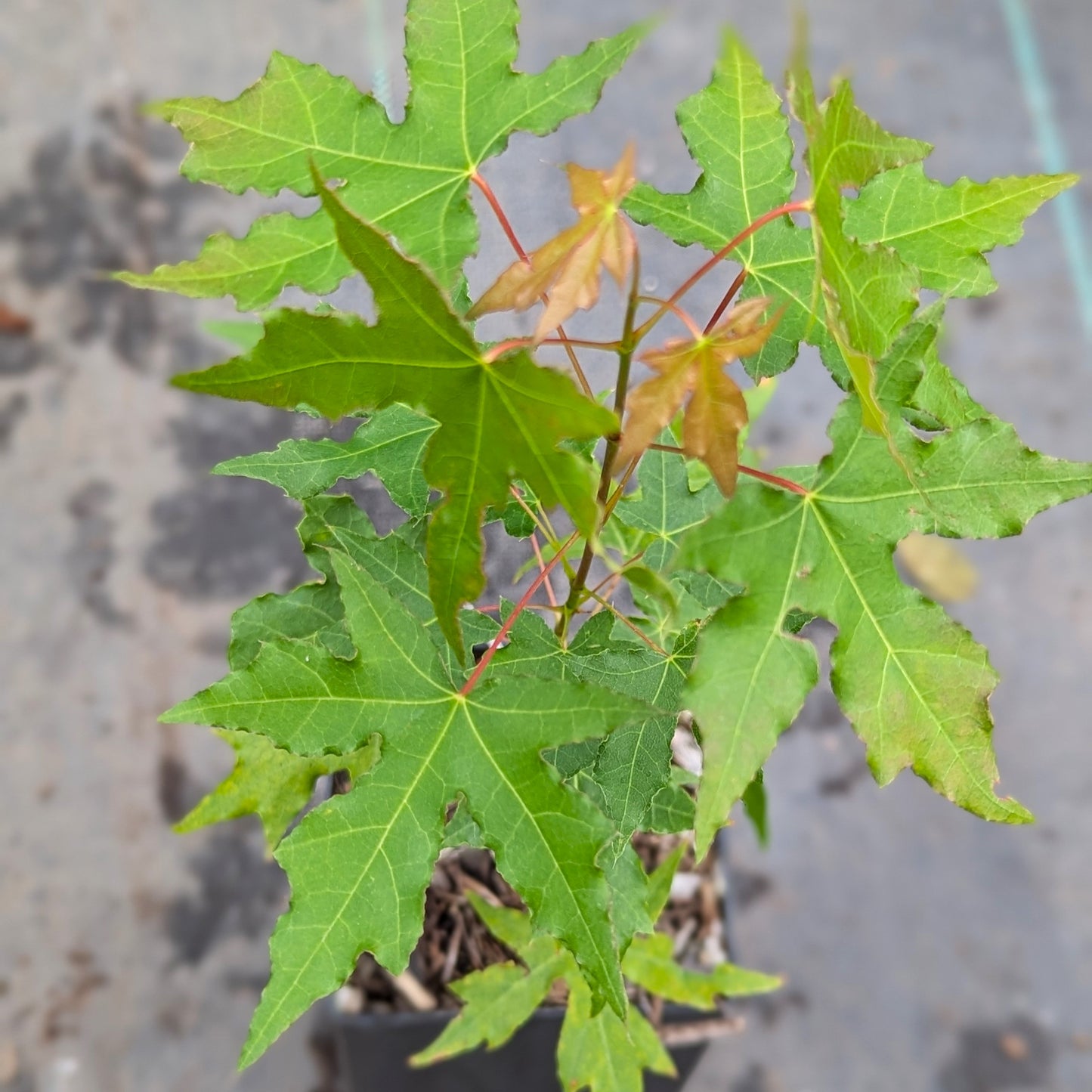Acer trucatum, Shantung Maple
