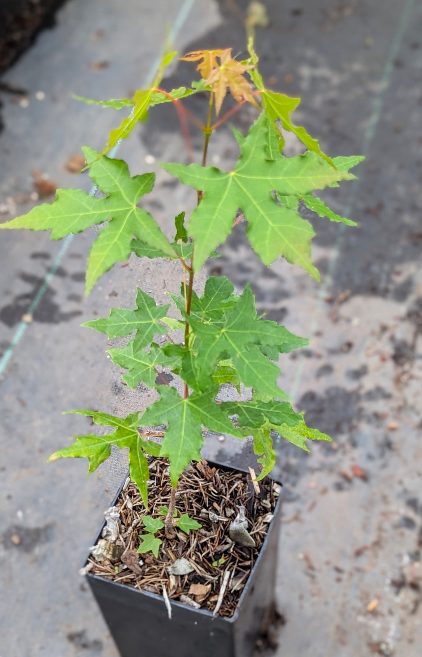 Acer trucatum, Shantung Maple
