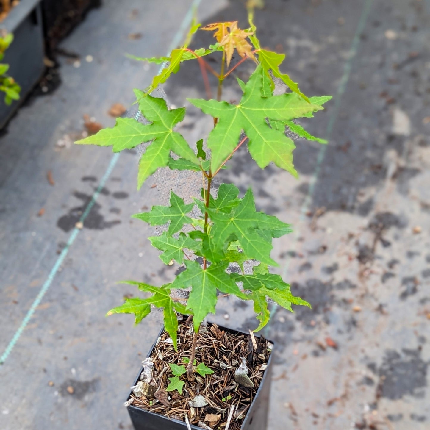 Acer trucatum, Shantung Maple