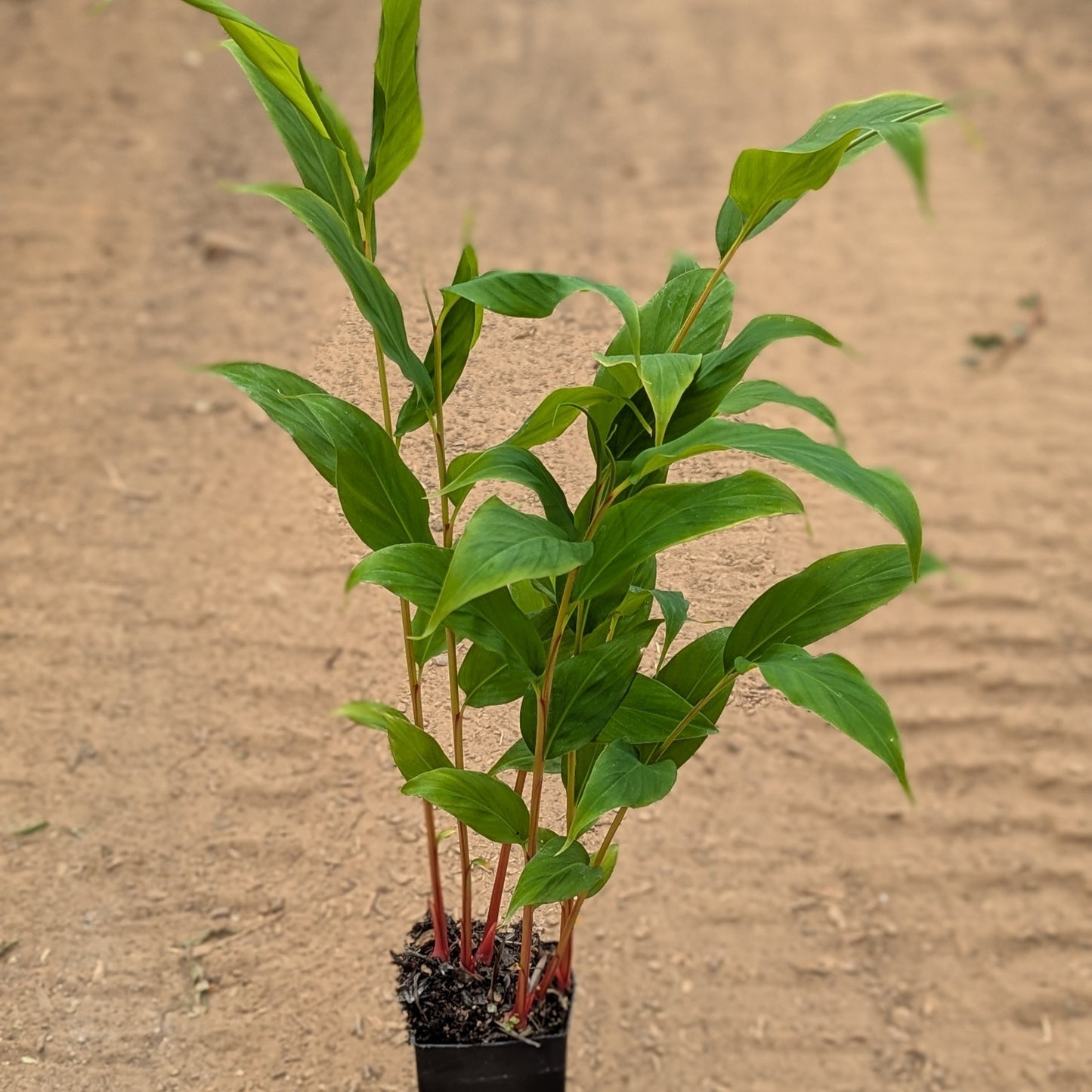Hedychium gracile