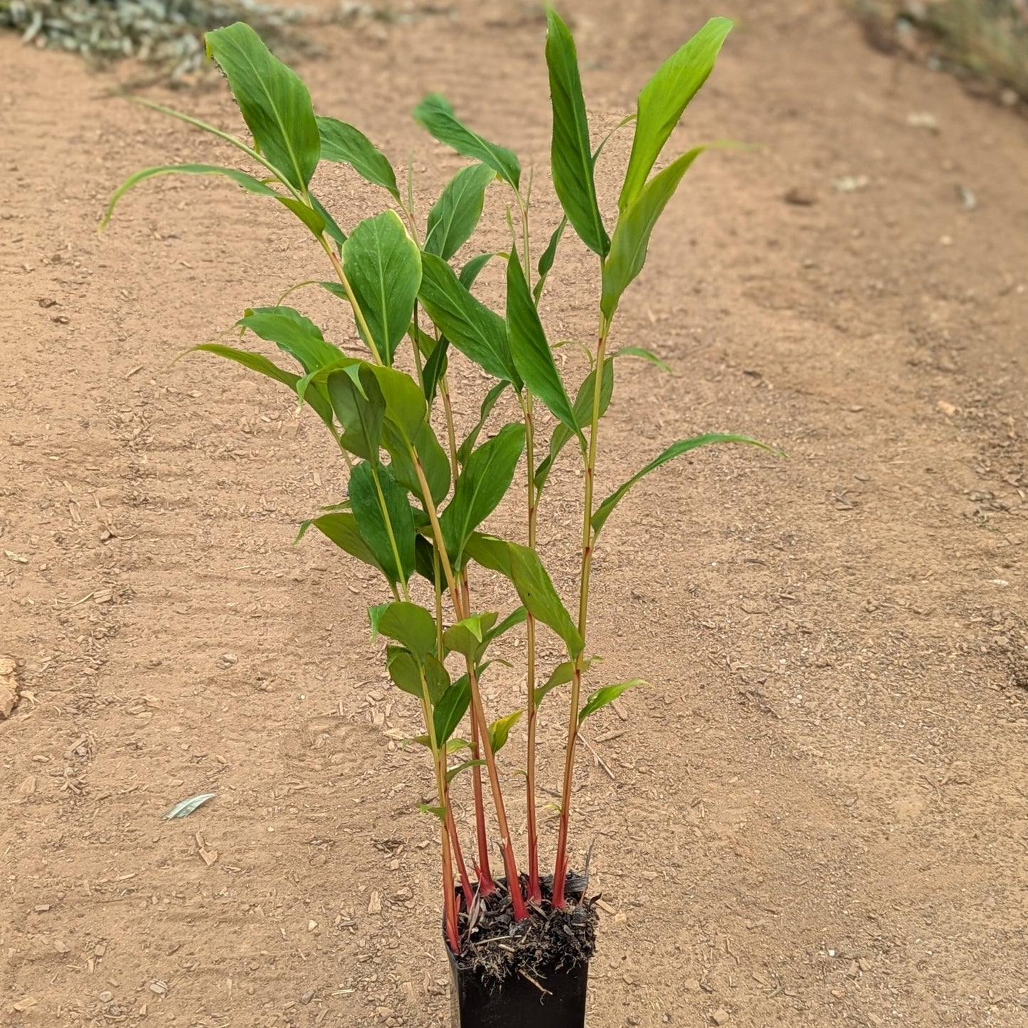 Hedychium gracile