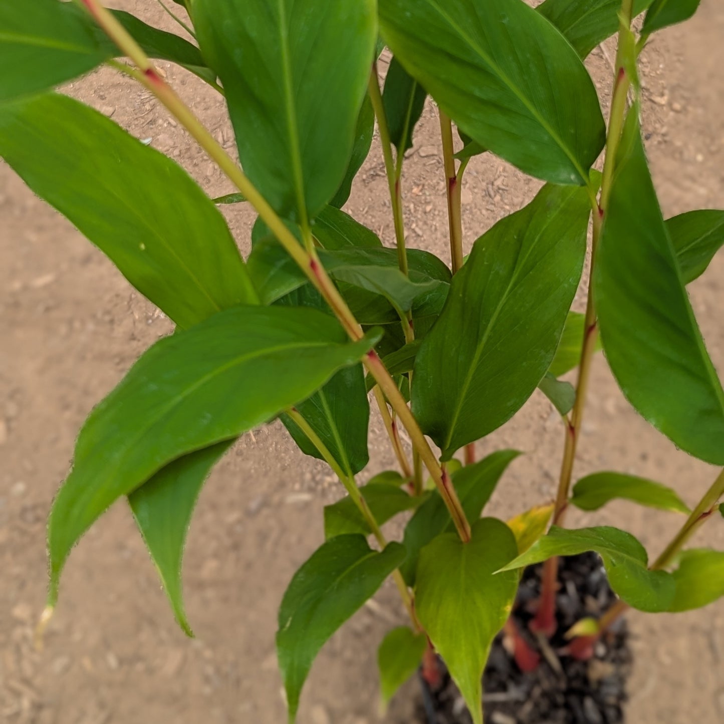 Hedychium gracile