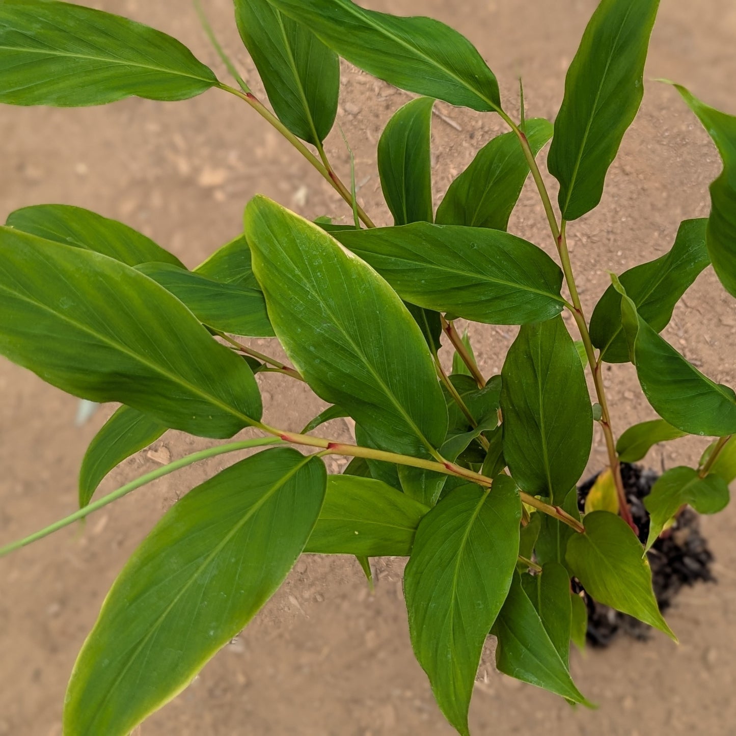 Hedychium gracile