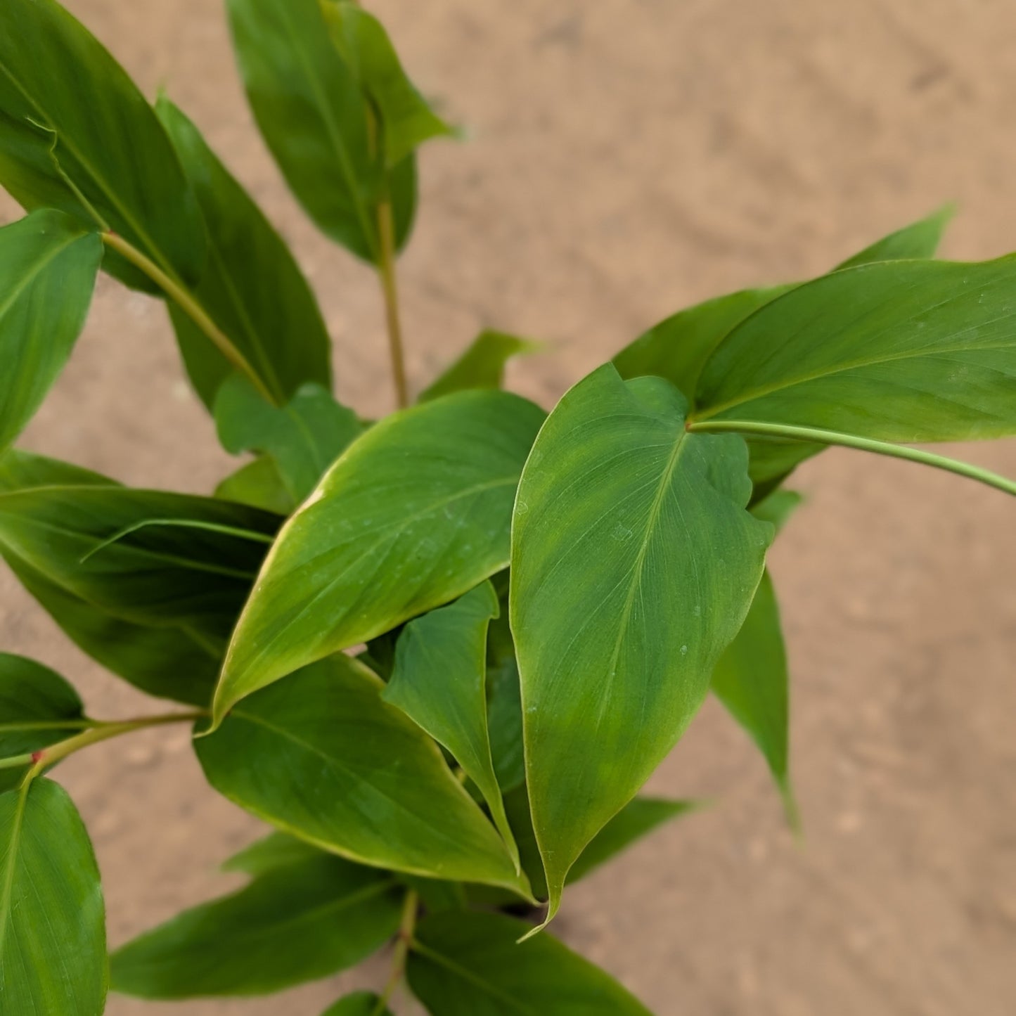 Hedychium gracile