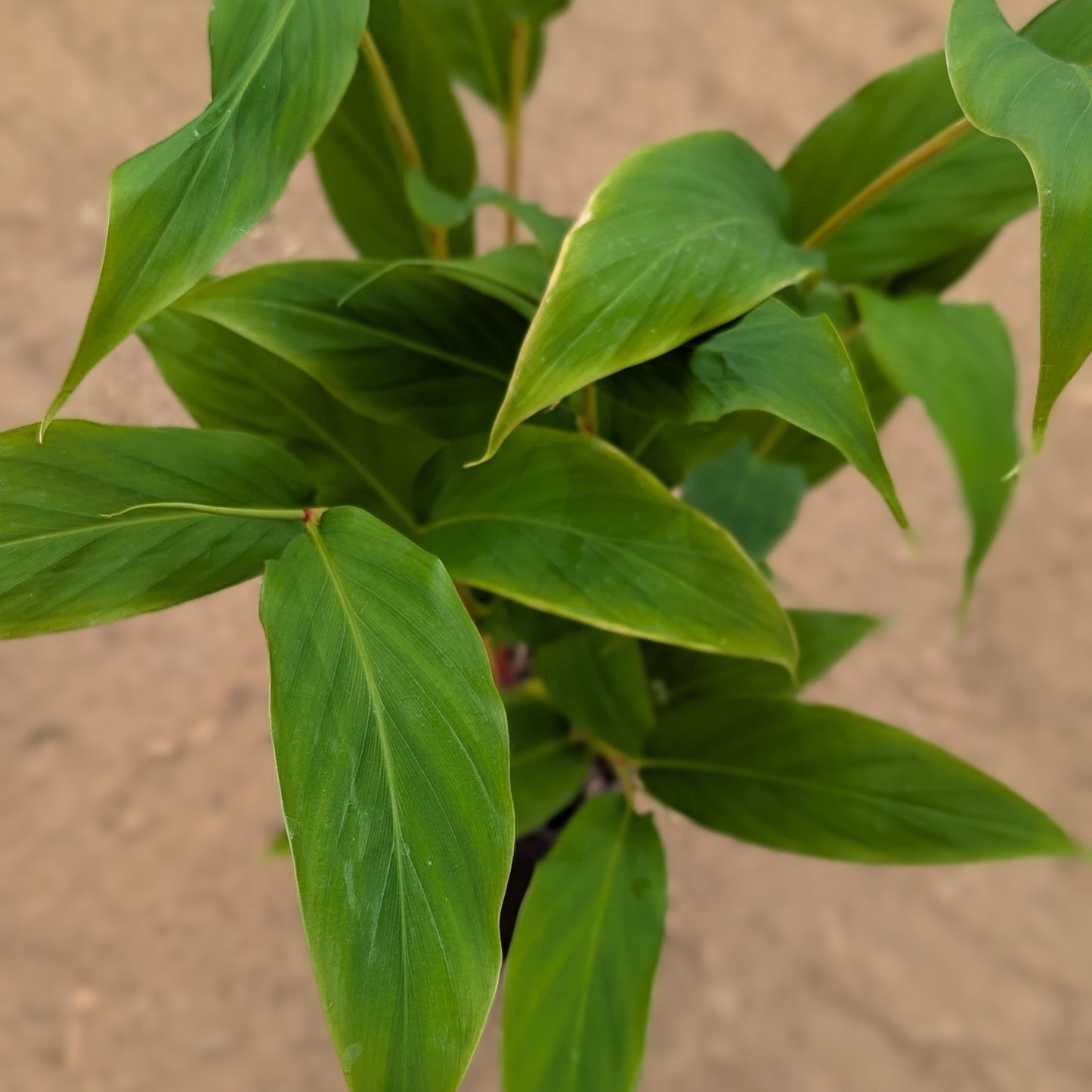 Hedychium gracile