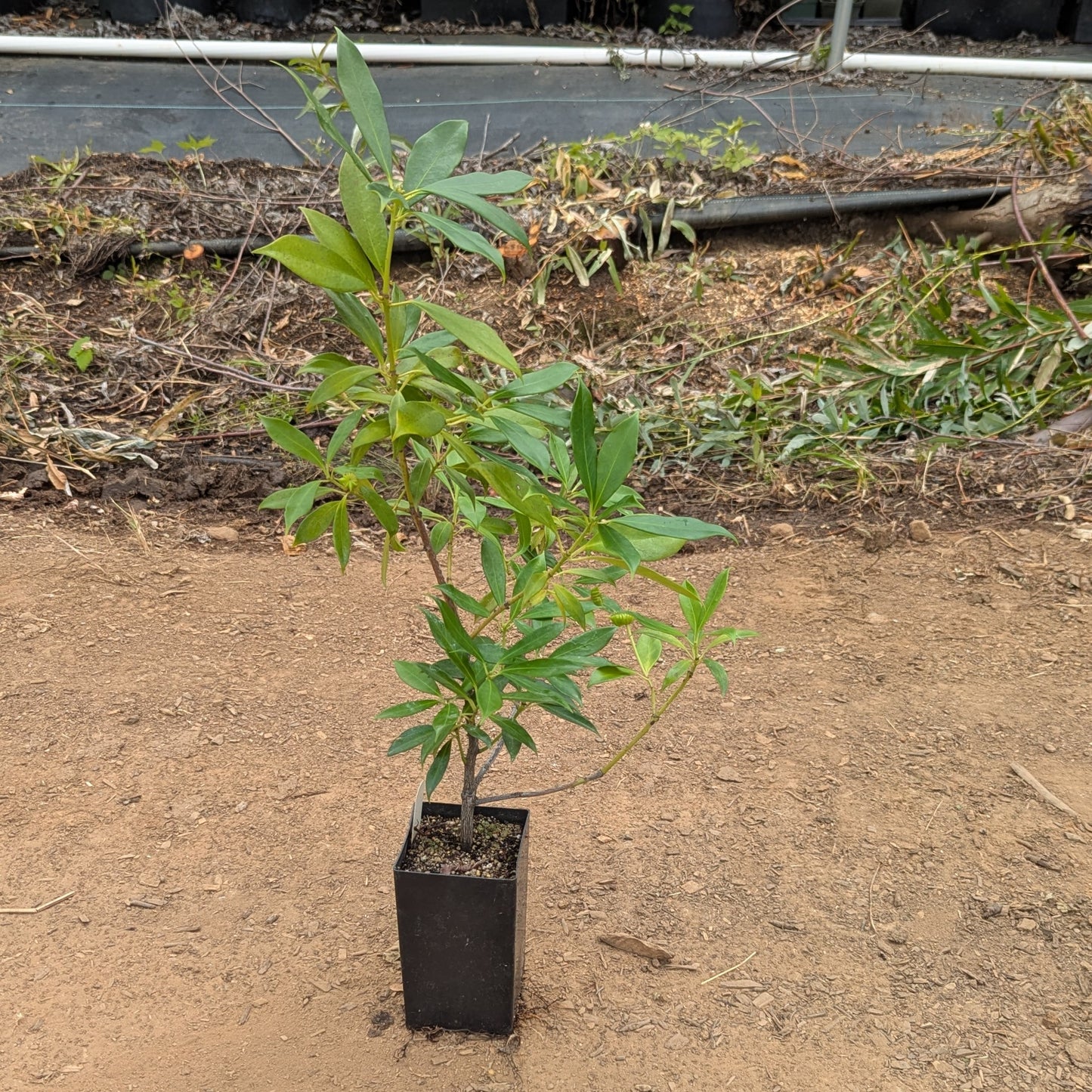 Illicium henryi, commonly known as Henry Anise Tree