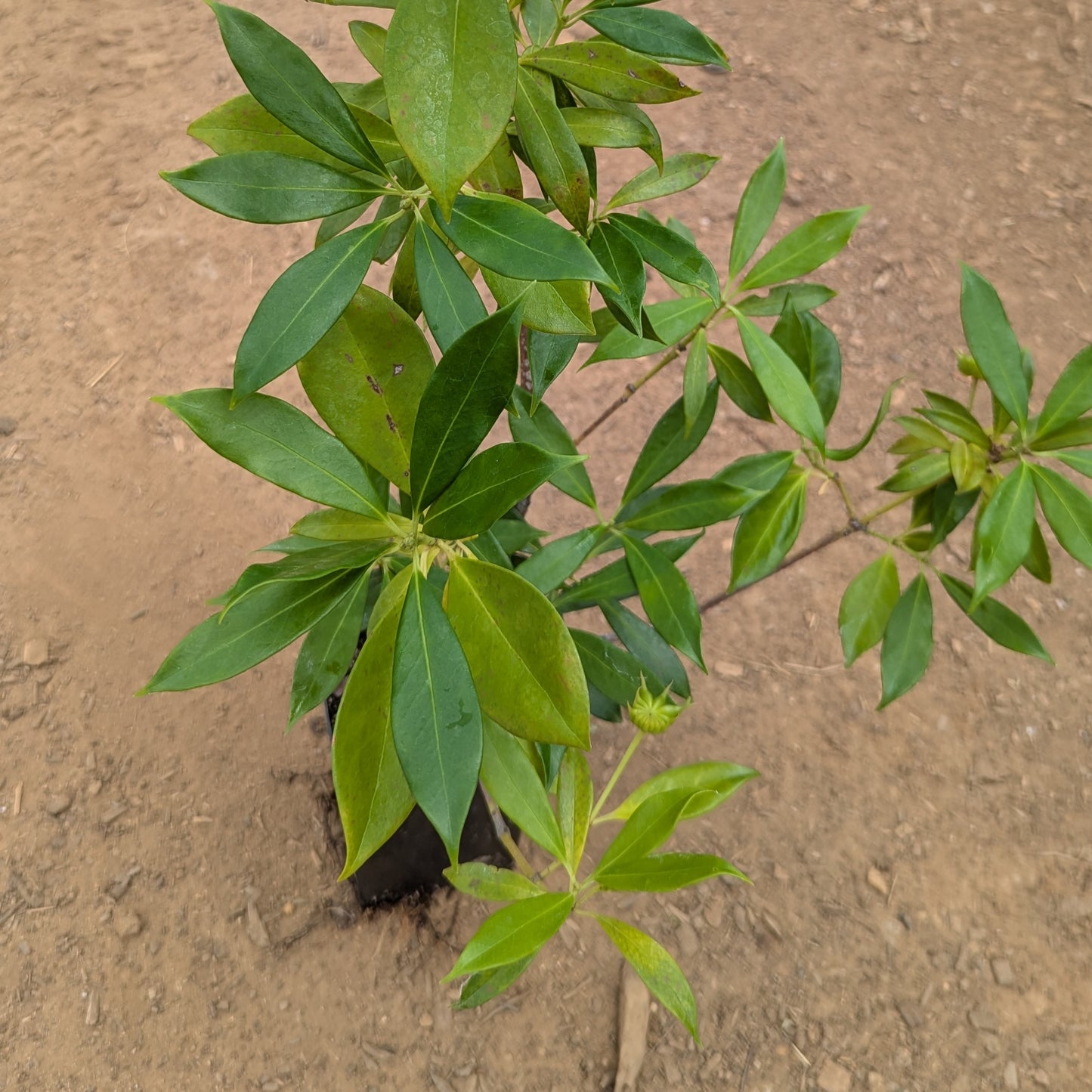Illicium henryi, commonly known as Henry Anise Tree