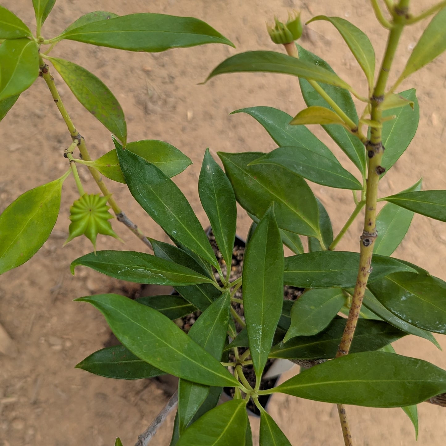 Illicium henryi, commonly known as Henry Anise Tree
