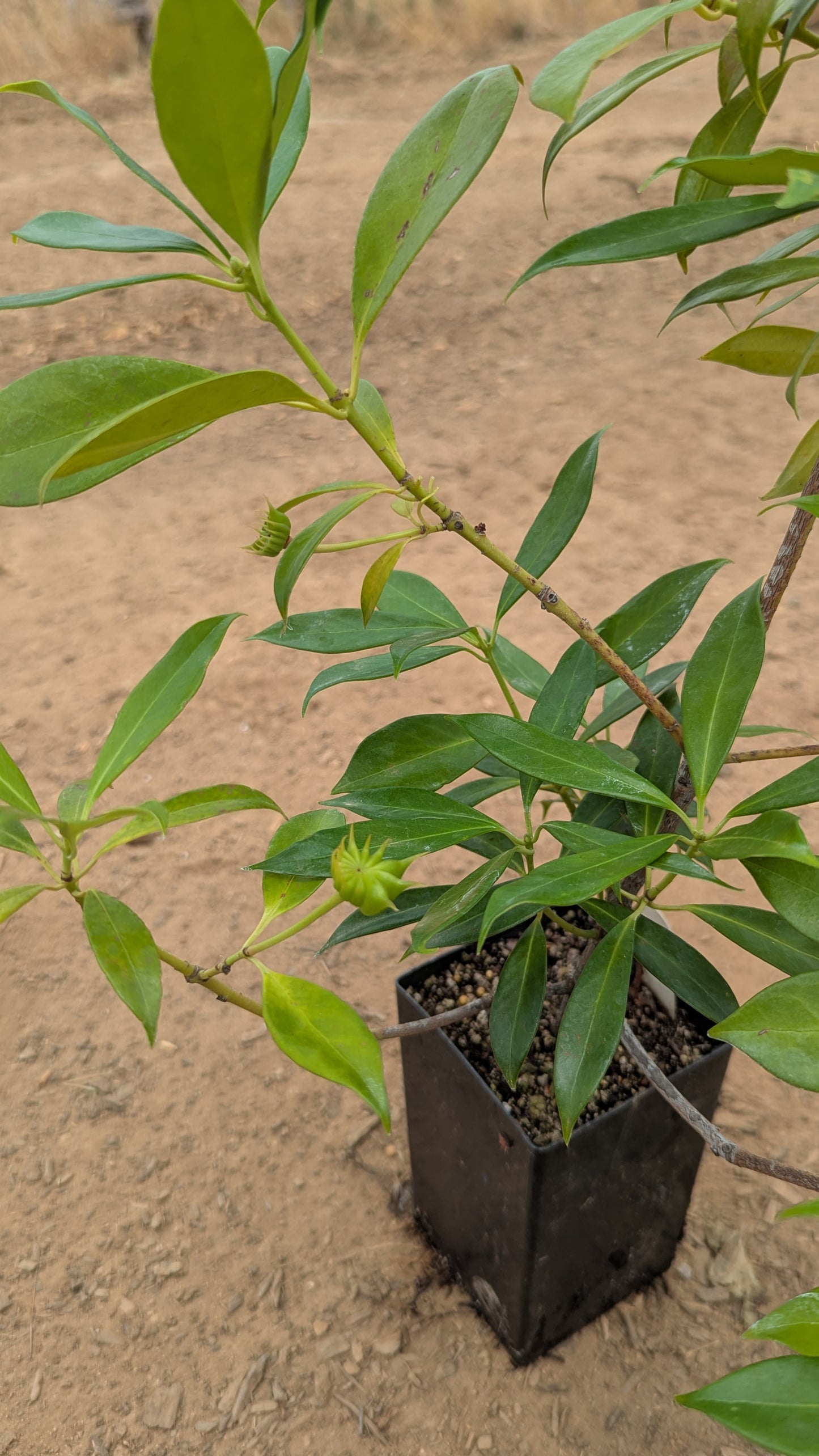 Illicium henryi, commonly known as Henry Anise Tree