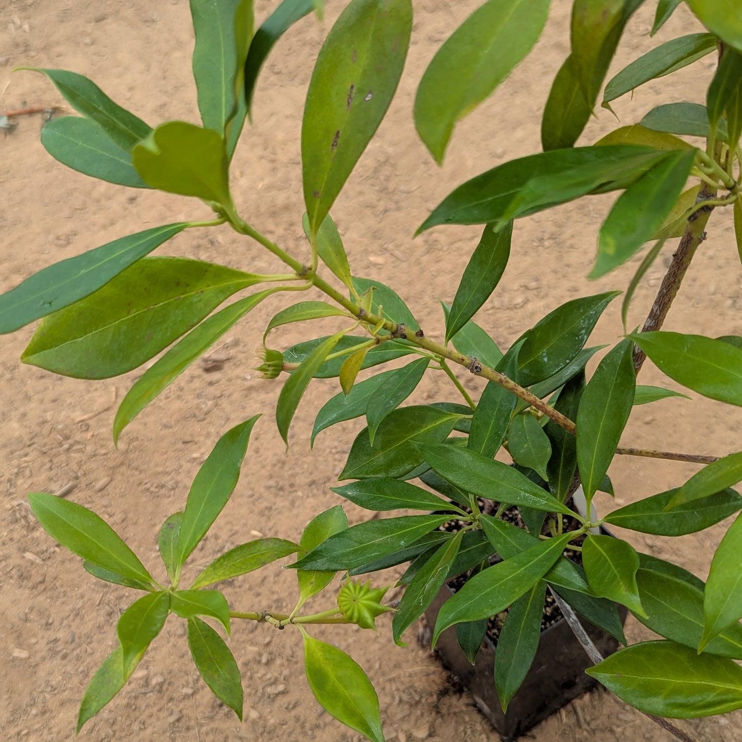 Illicium henryi, commonly known as Henry Anise Tree