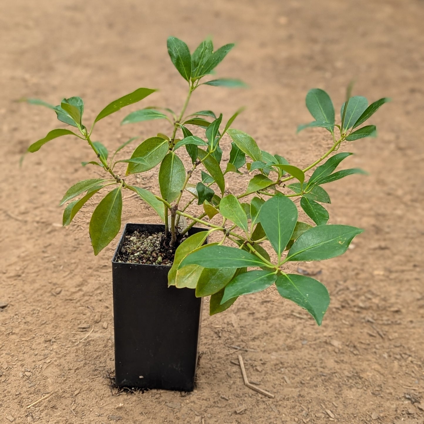 Illicium anisatum, commonly known as Japanese Anise Tree
