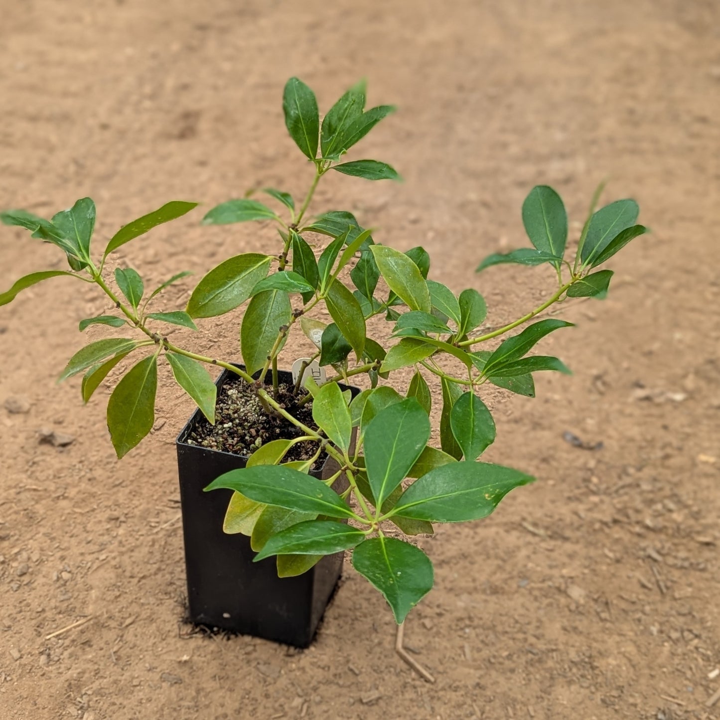 Illicium anisatum, commonly known as Japanese Anise Tree