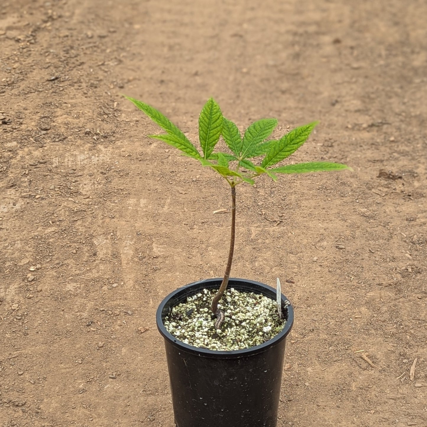 Aesculus indica (Indian Horse Chestnut or Indian Horse Buckeye)
