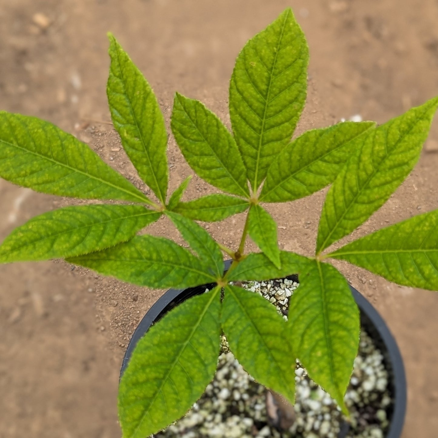 Aesculus indica (Indian Horse Chestnut or Indian Horse Buckeye)