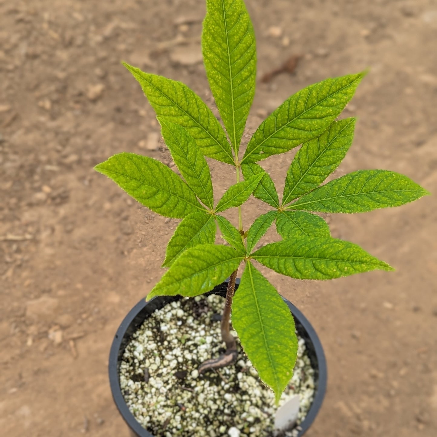 Aesculus indica (Indian Horse Chestnut or Indian Horse Buckeye)