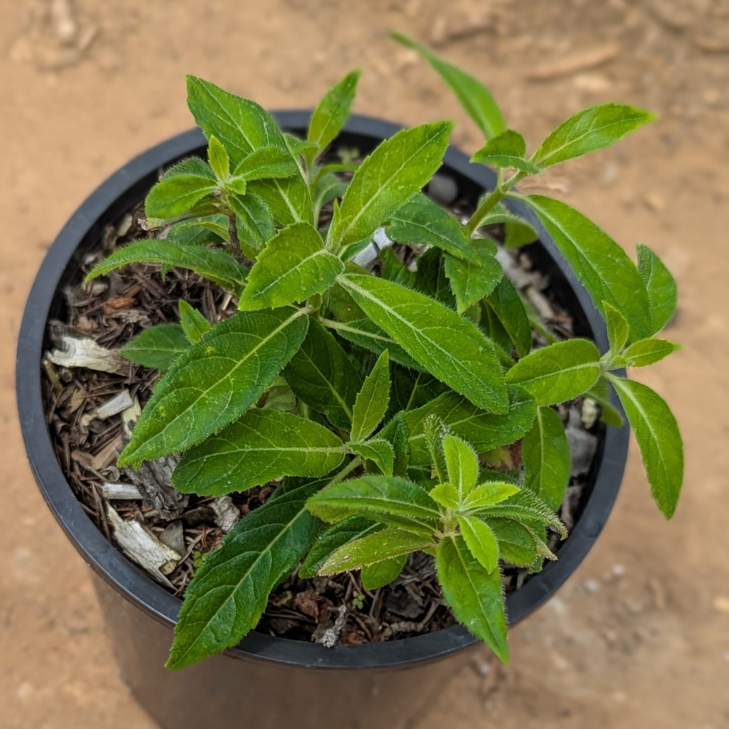 Hydrangea chinensis, Evergreen Hydrangea