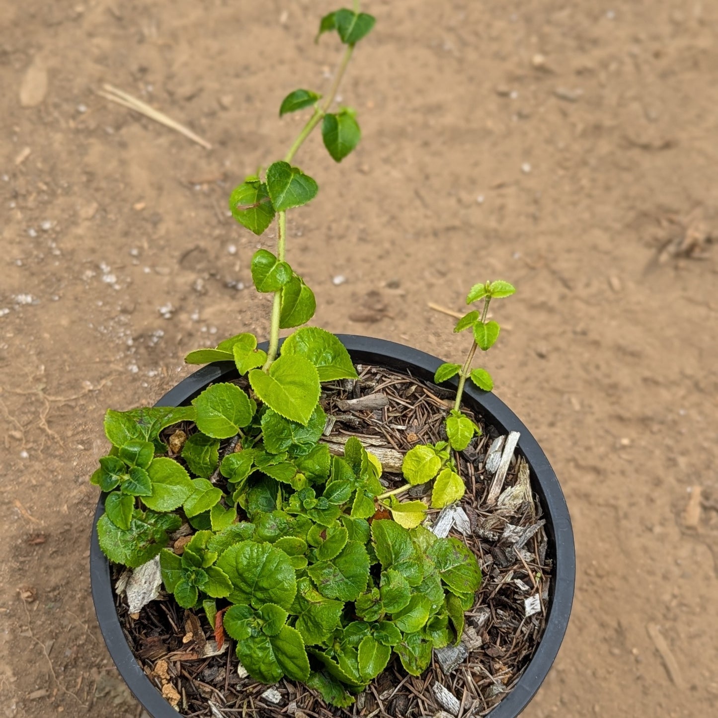 Hydrangea anomala, Climbing Hydrangea