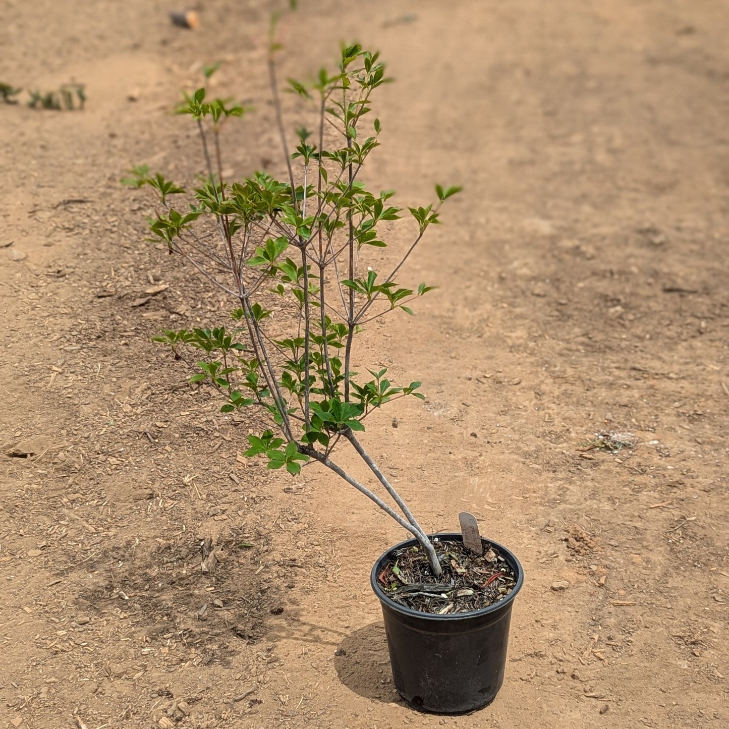 Enkianthus perulatus, White Enkianthus