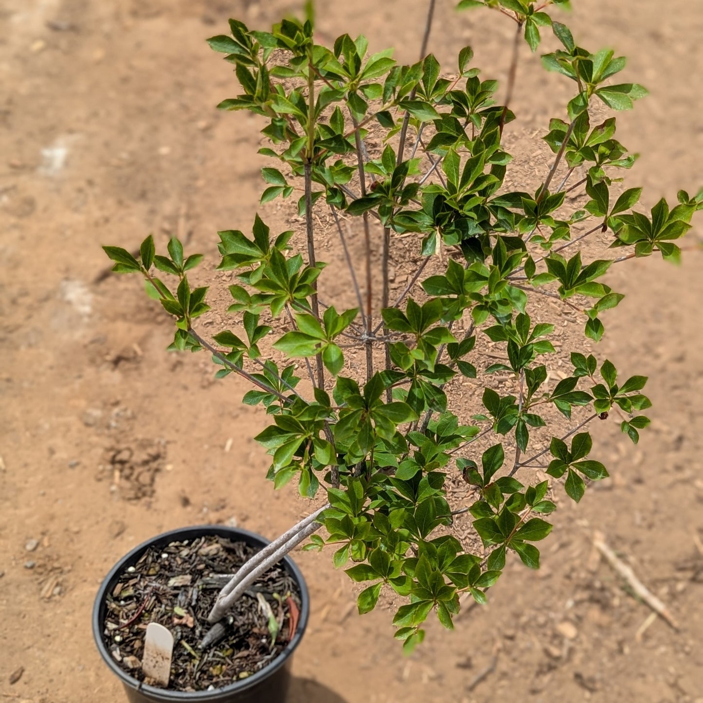 Enkianthus perulatus, White Enkianthus