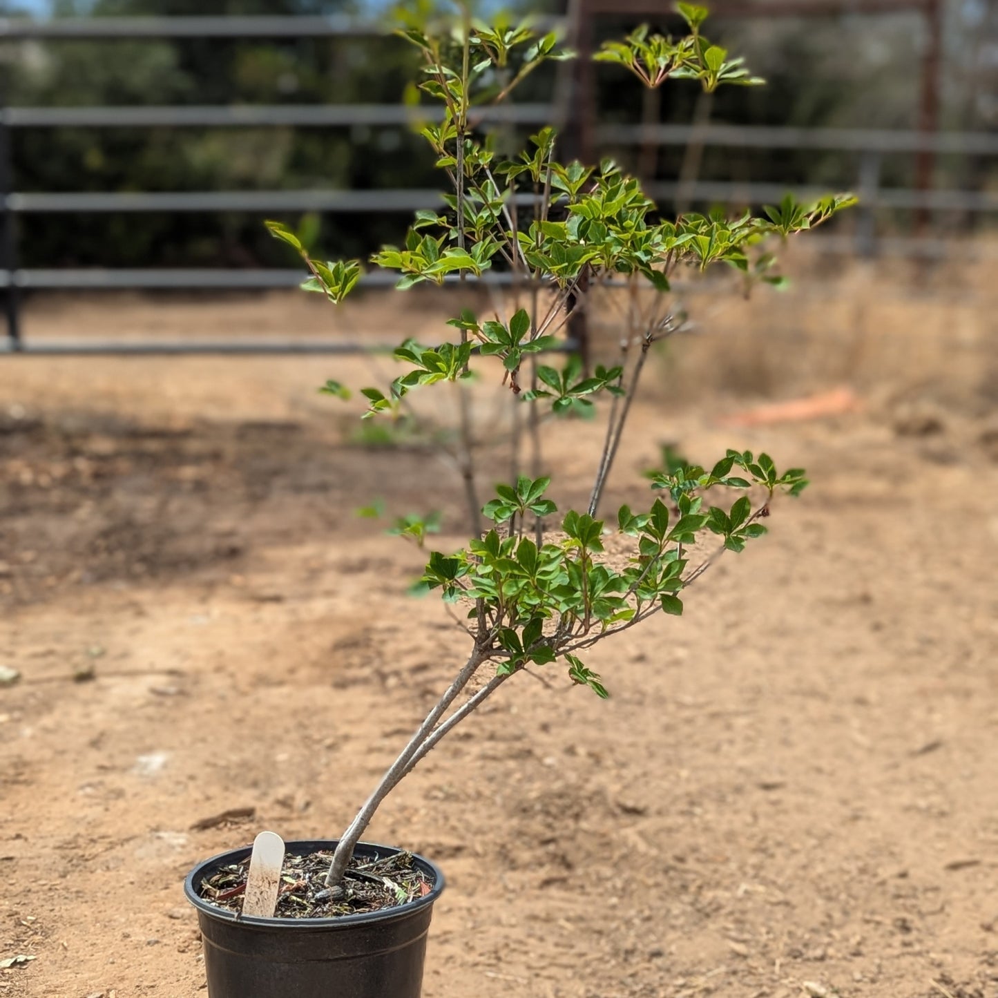 Enkianthus perulatus, White Enkianthus