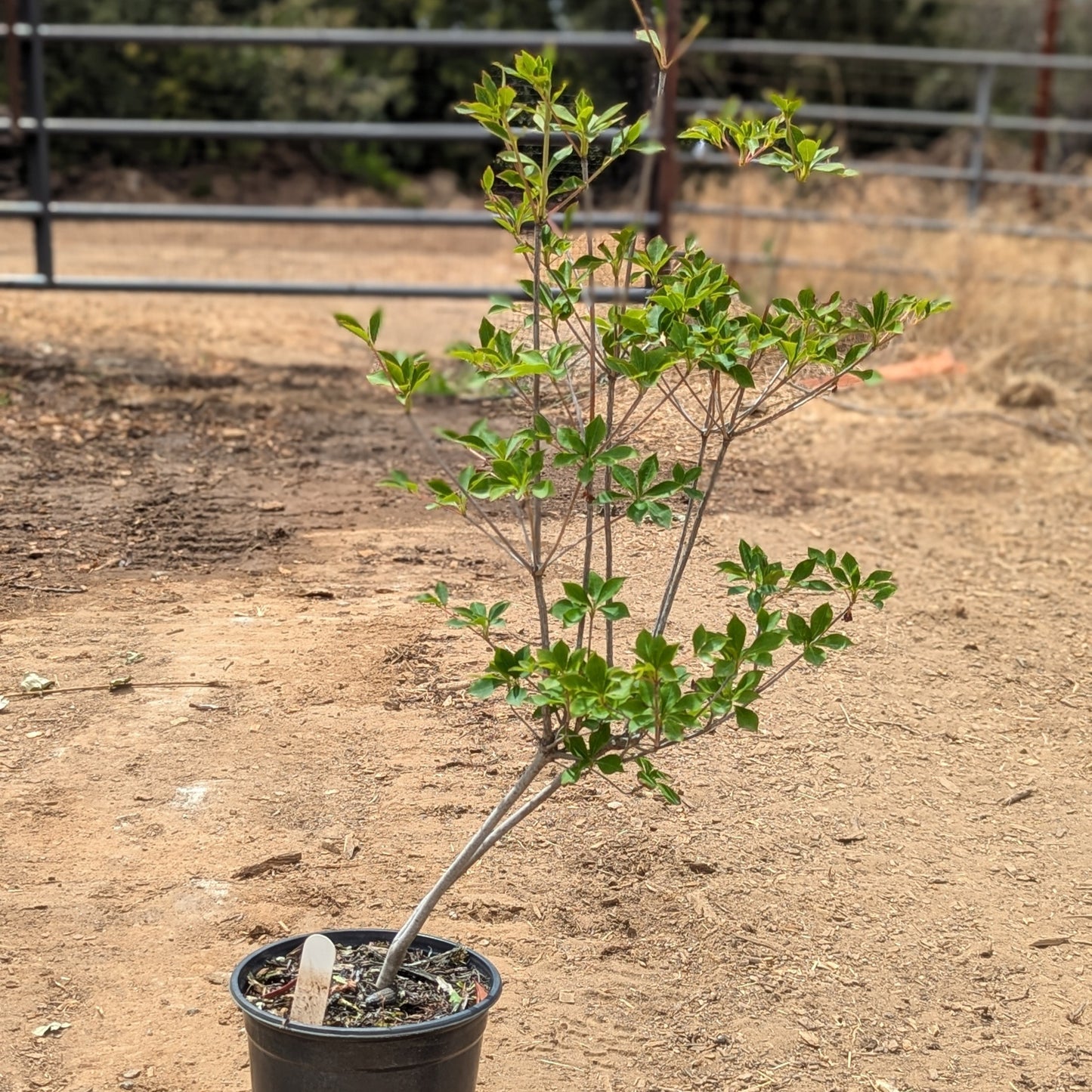 Enkianthus perulatus, White Enkianthus