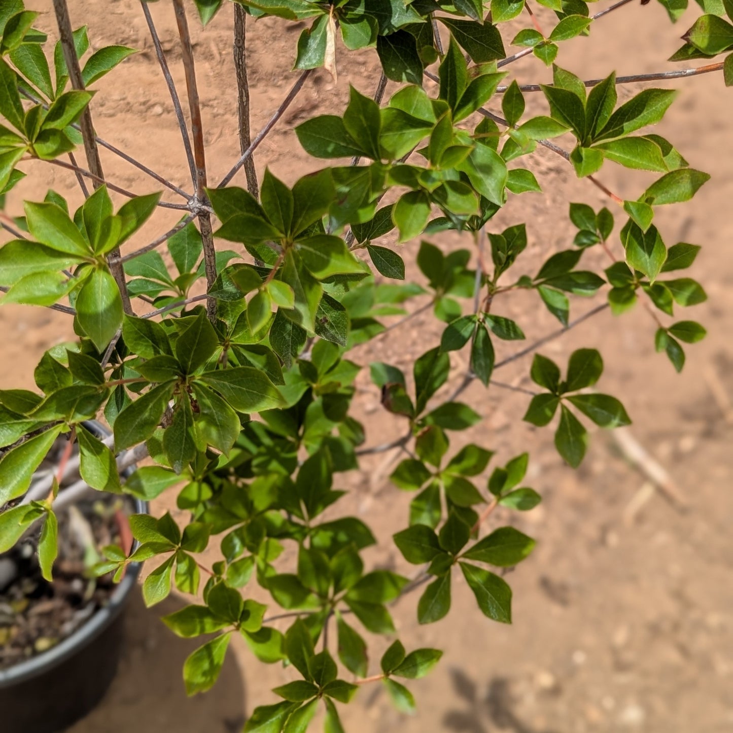 Enkianthus perulatus, White Enkianthus