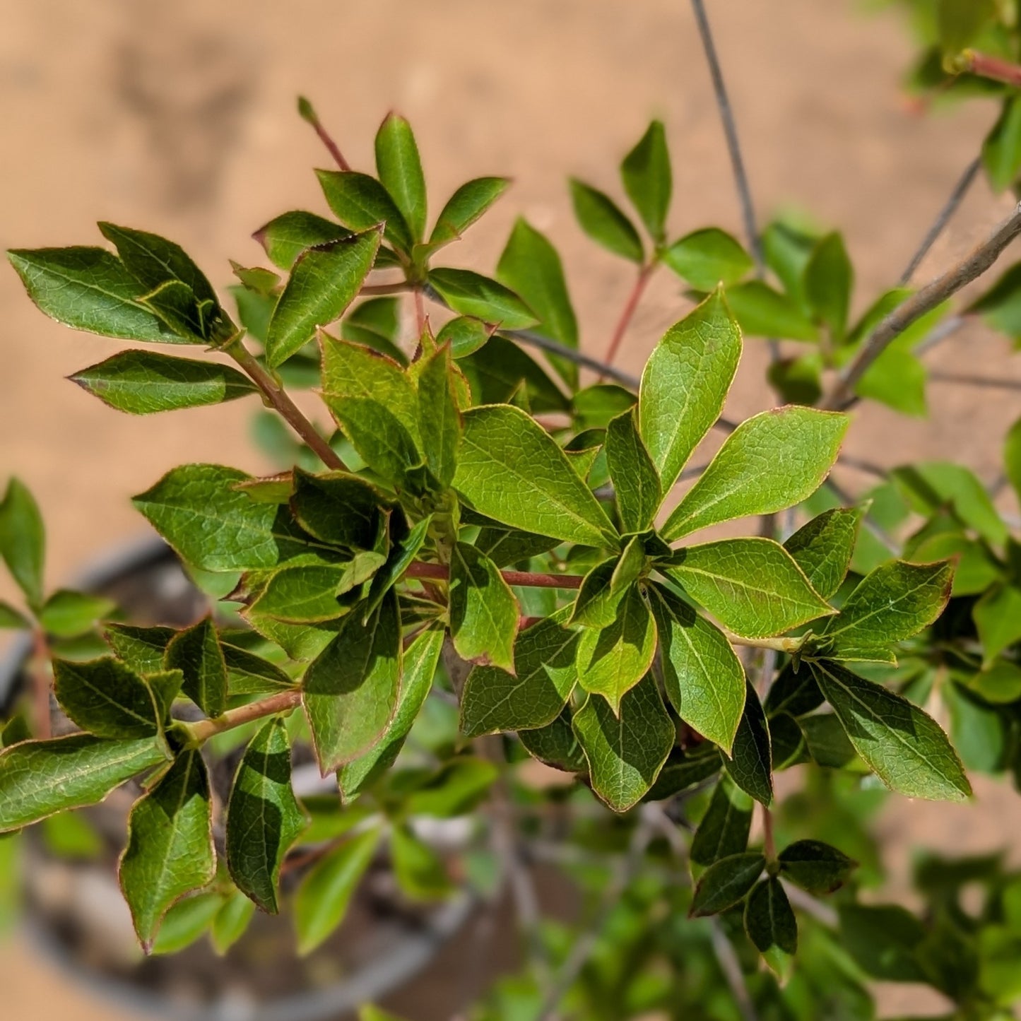 Enkianthus perulatus, White Enkianthus