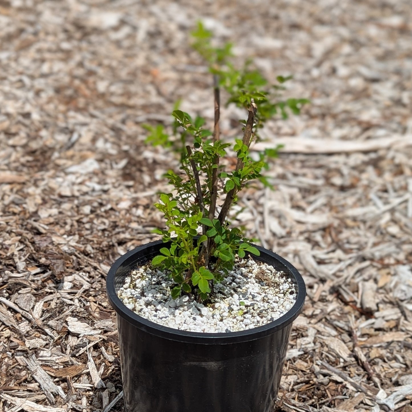 Rosa roxburghii, Chestnut Rose