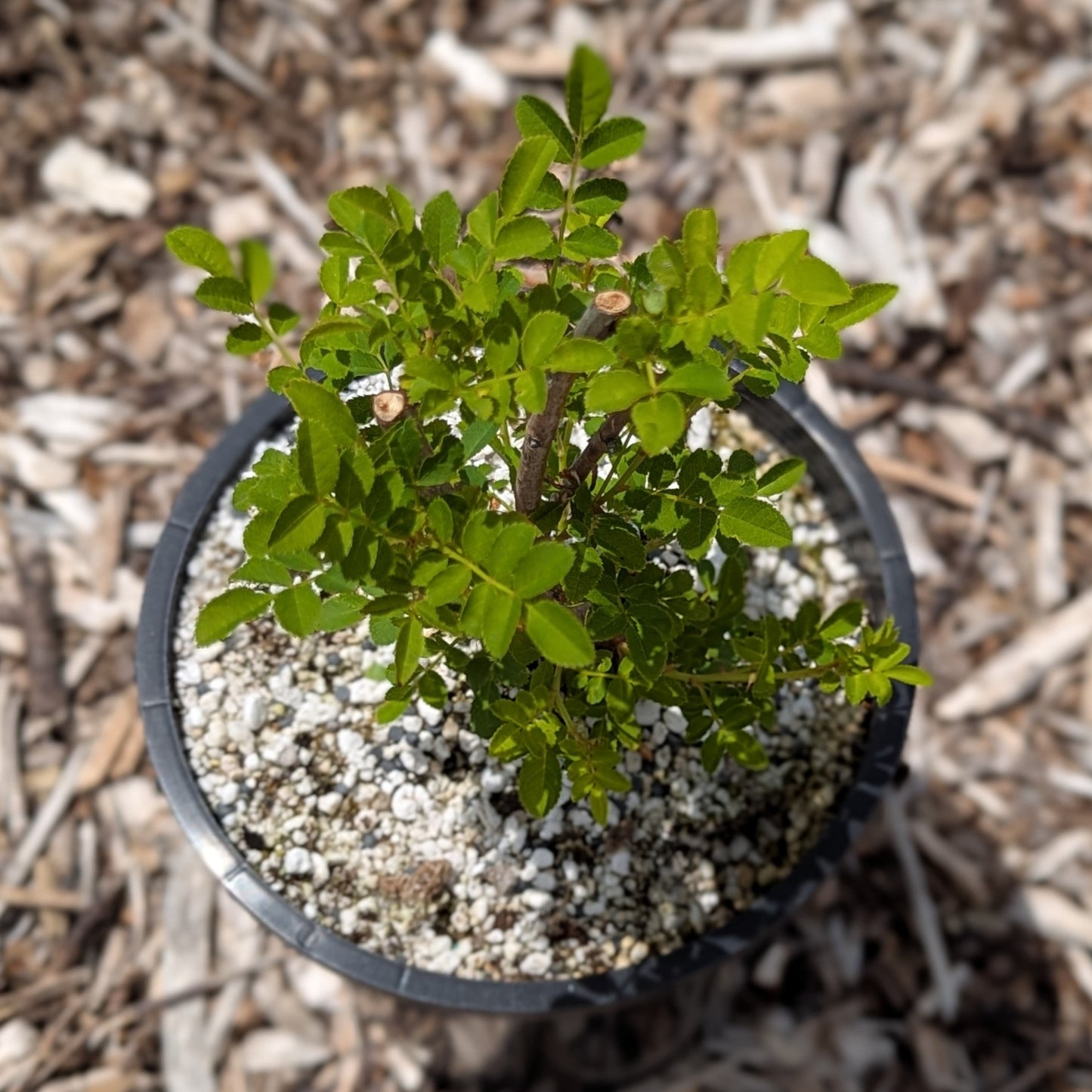 Rosa roxburghii, Chestnut Rose