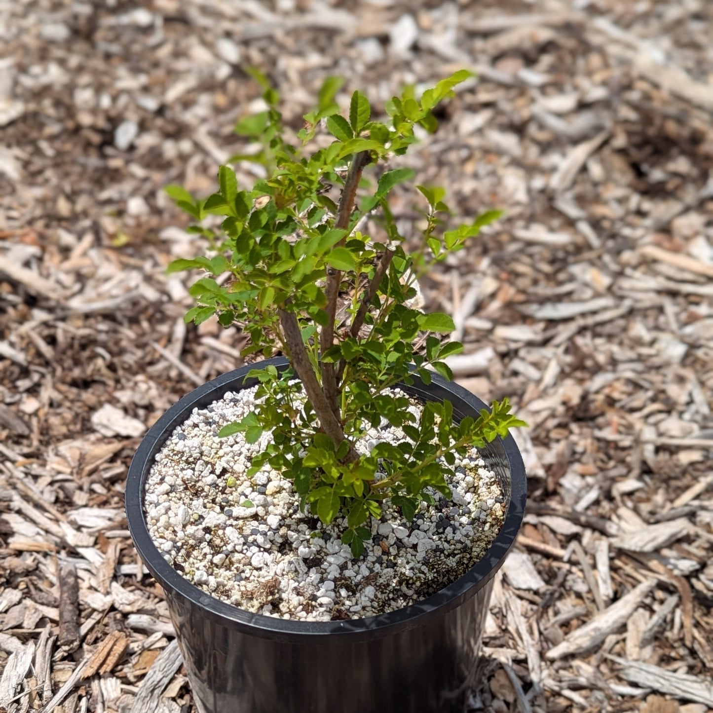 Rosa roxburghii, Chestnut Rose