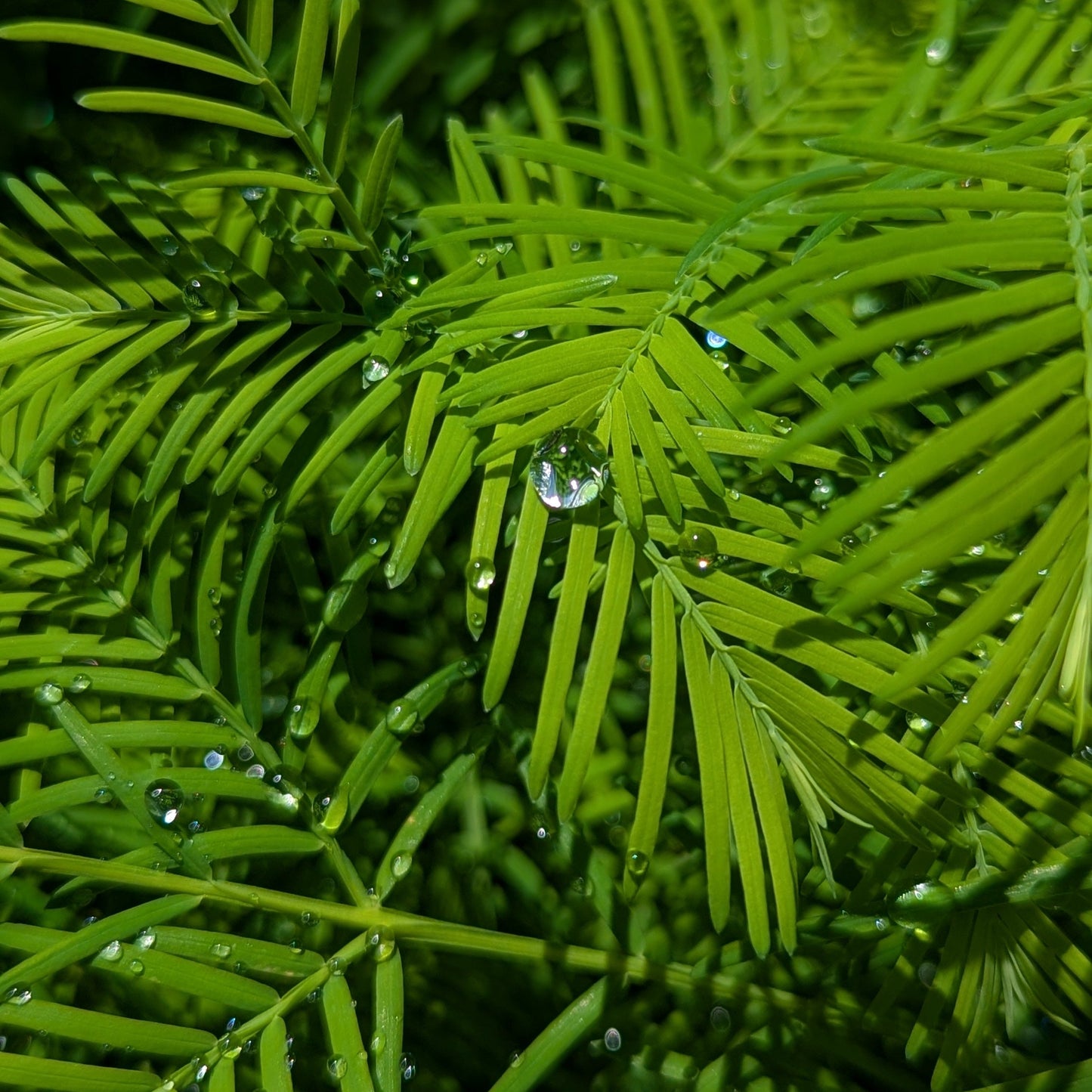 Metasequoia glyptostroboides, Dawn Redwood