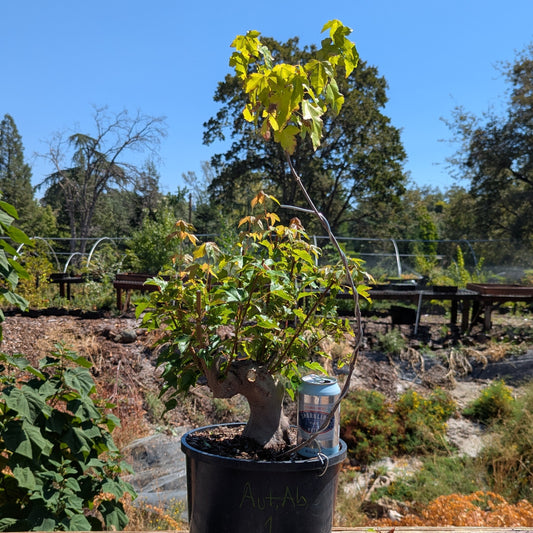 Trident Maple, Acer buergerianum, AutAb1