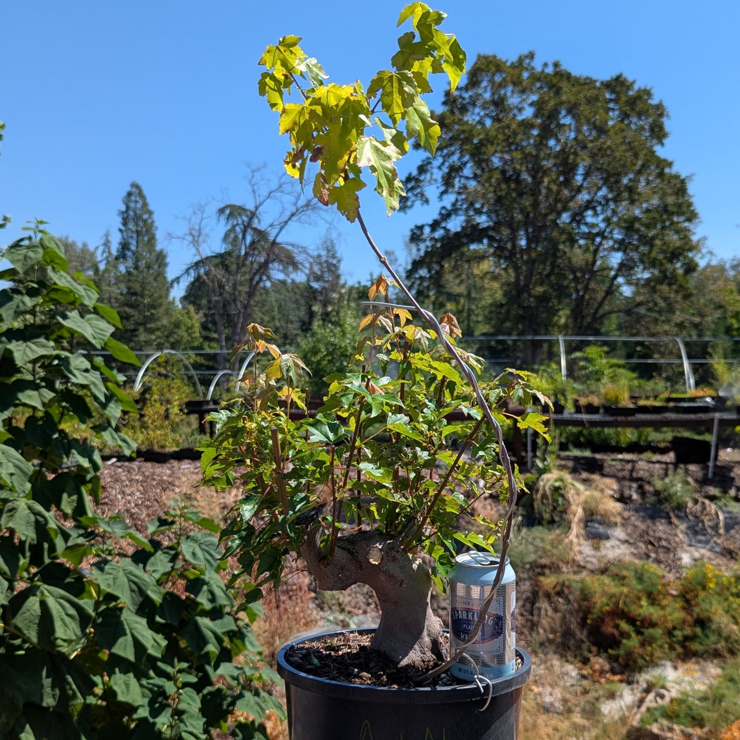 Trident Maple, Acer buergerianum, AutAb1