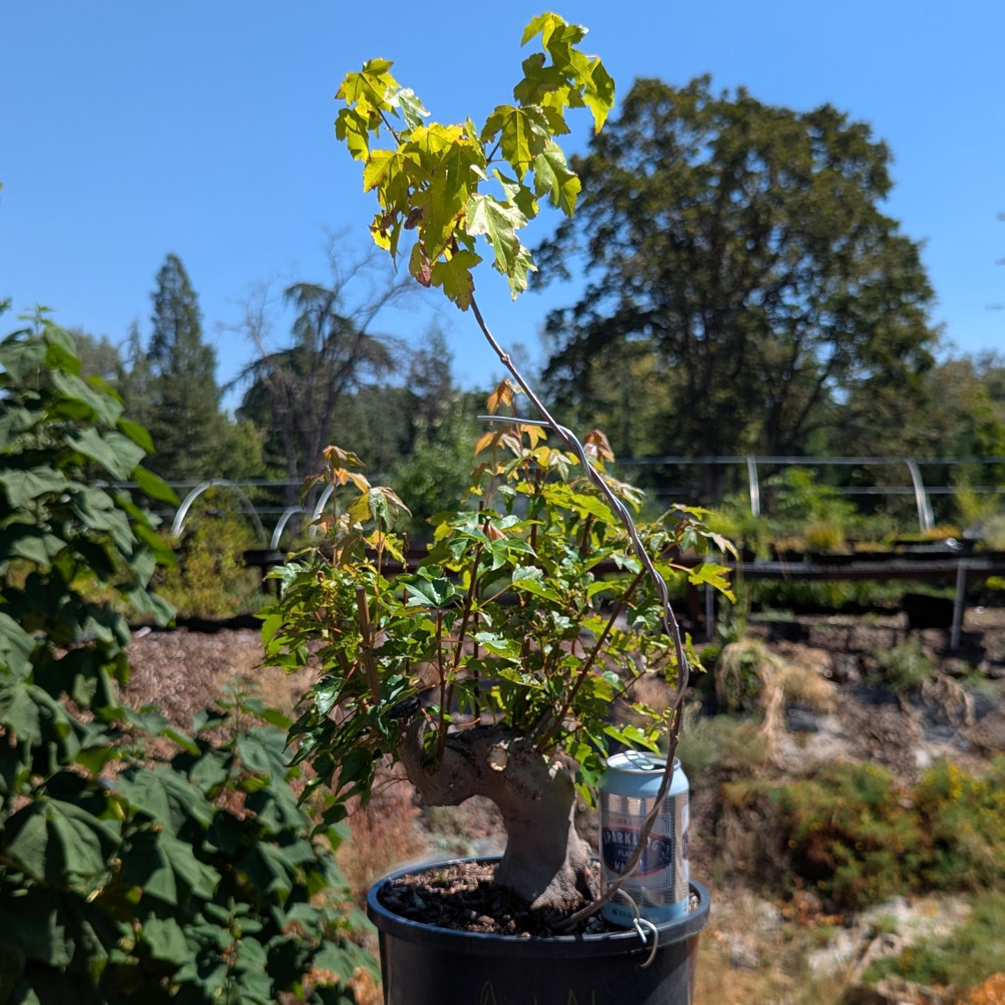 Trident Maple, Acer buergerianum, AutAb1
