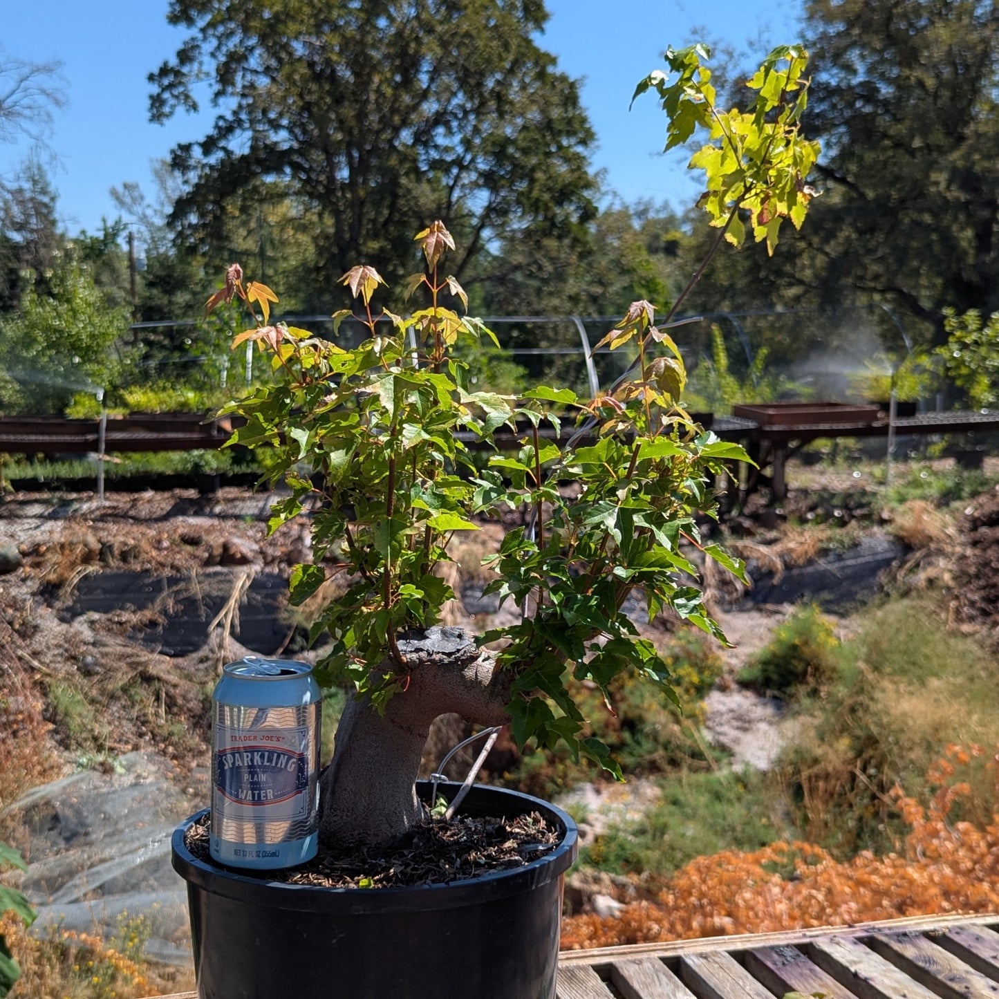 Trident Maple, Acer buergerianum, AutAb1