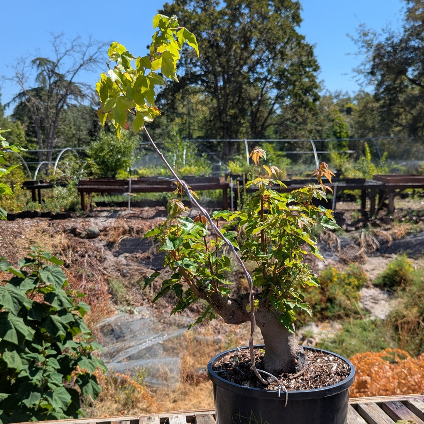 Trident Maple, Acer buergerianum, AutAb1