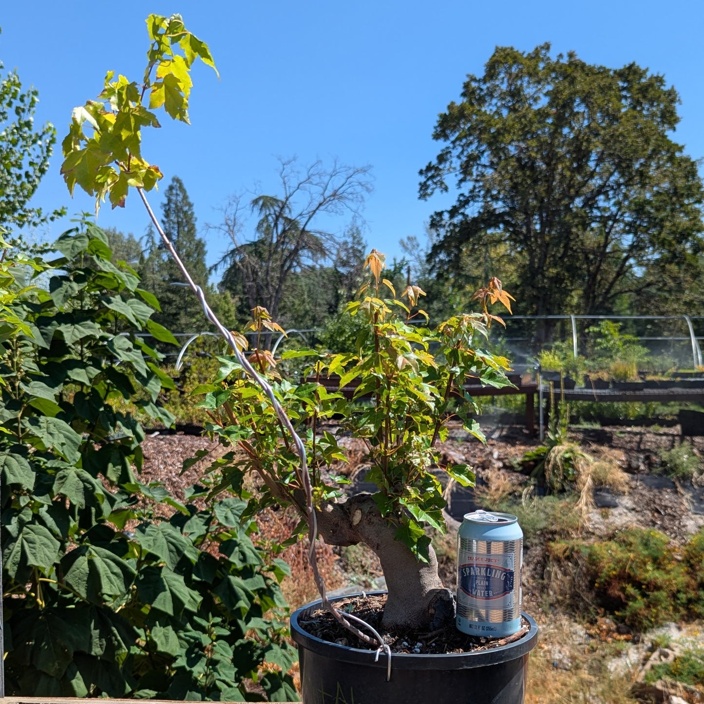 Trident Maple, Acer buergerianum, AutAb1