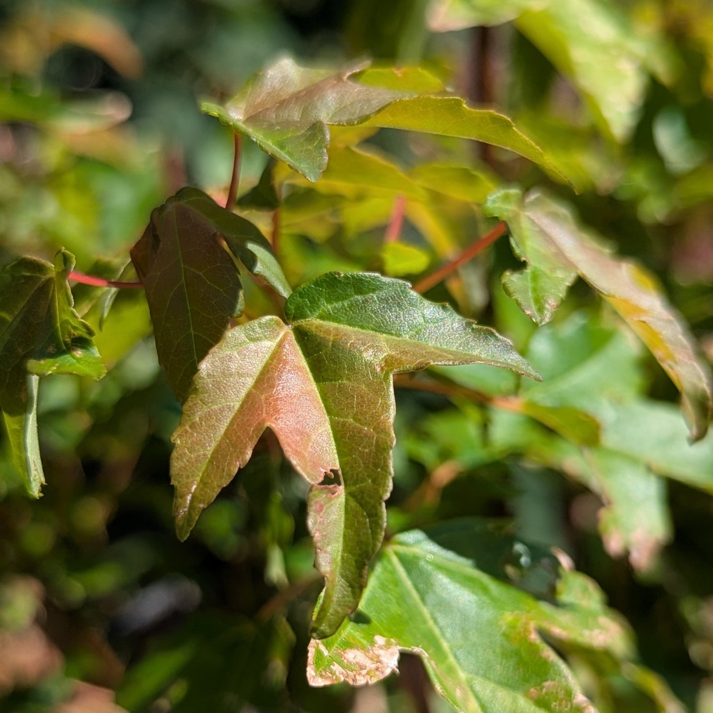 Trident Maple, Acer buergerianum, AutAb1