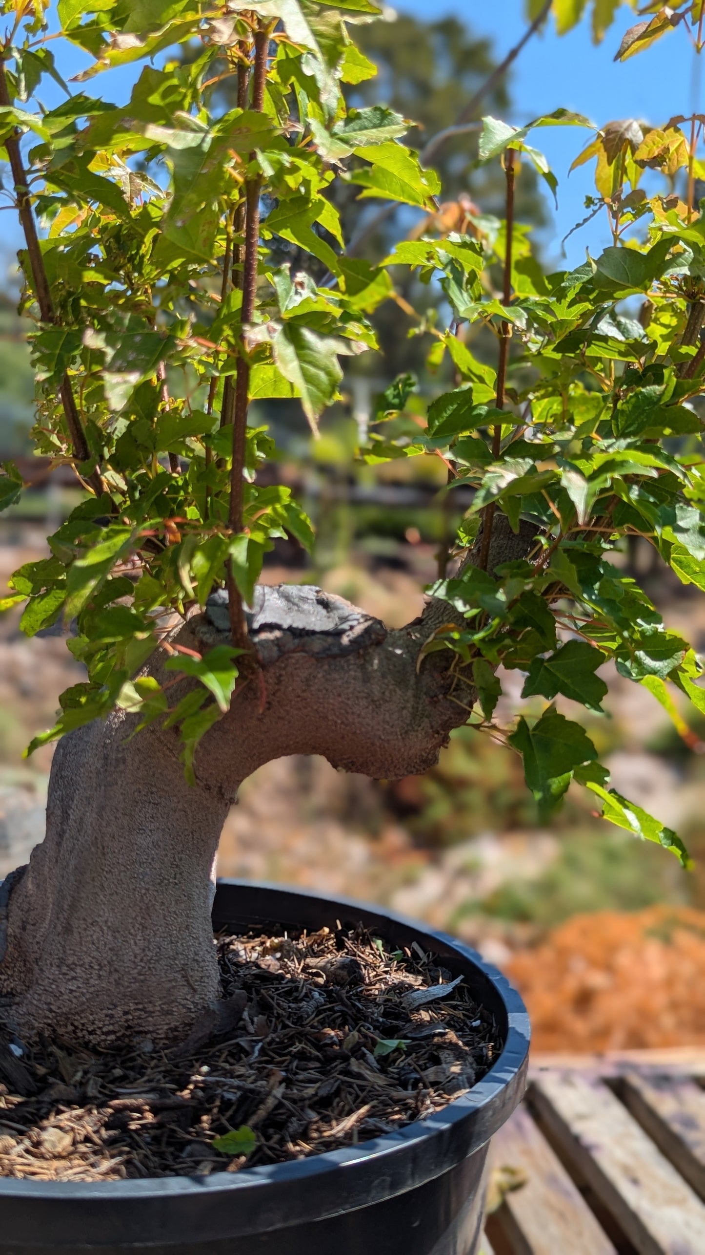Trident Maple, Acer buergerianum, AutAb1