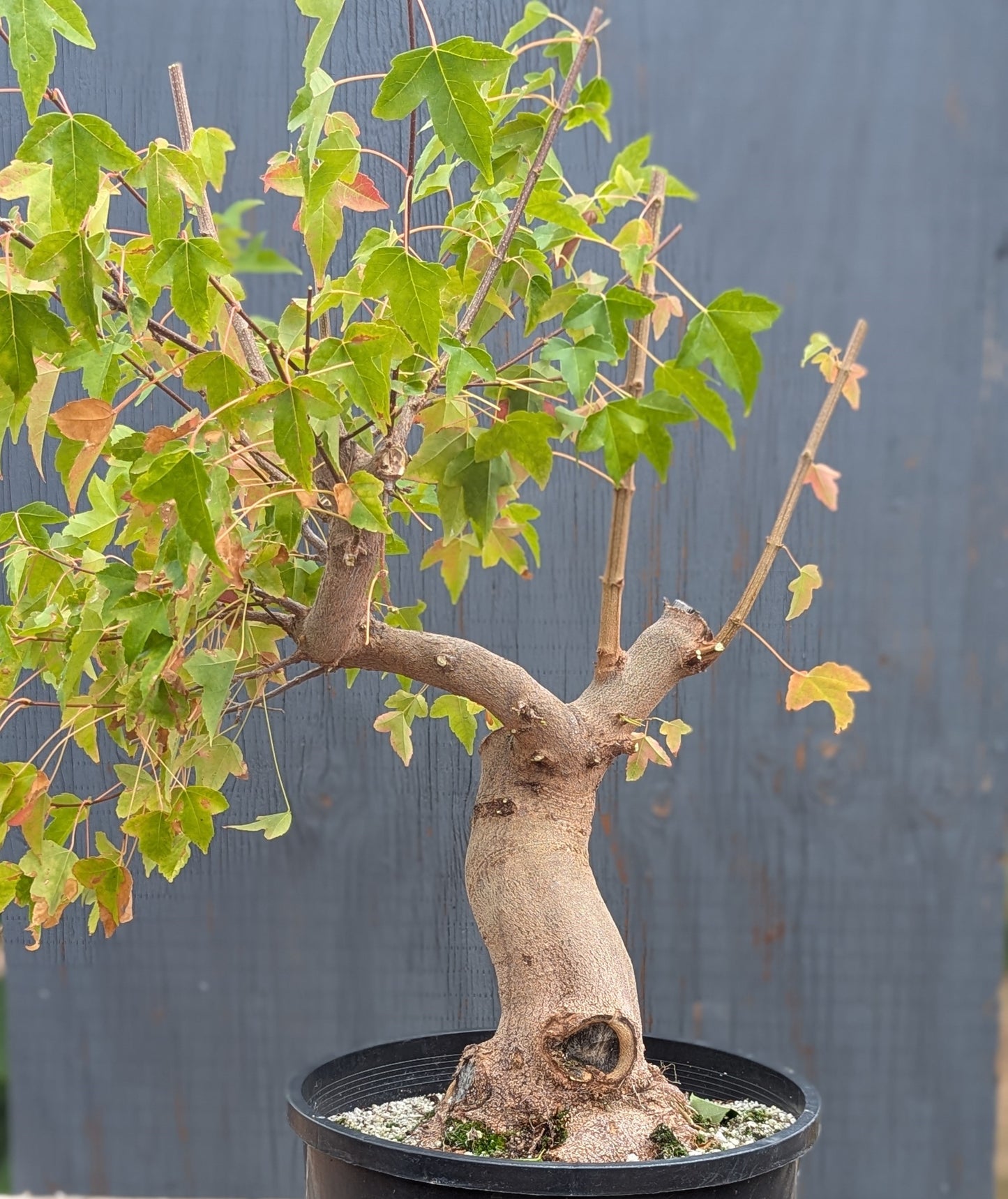 Trident Maple, Acer buergerianum, AutAb20